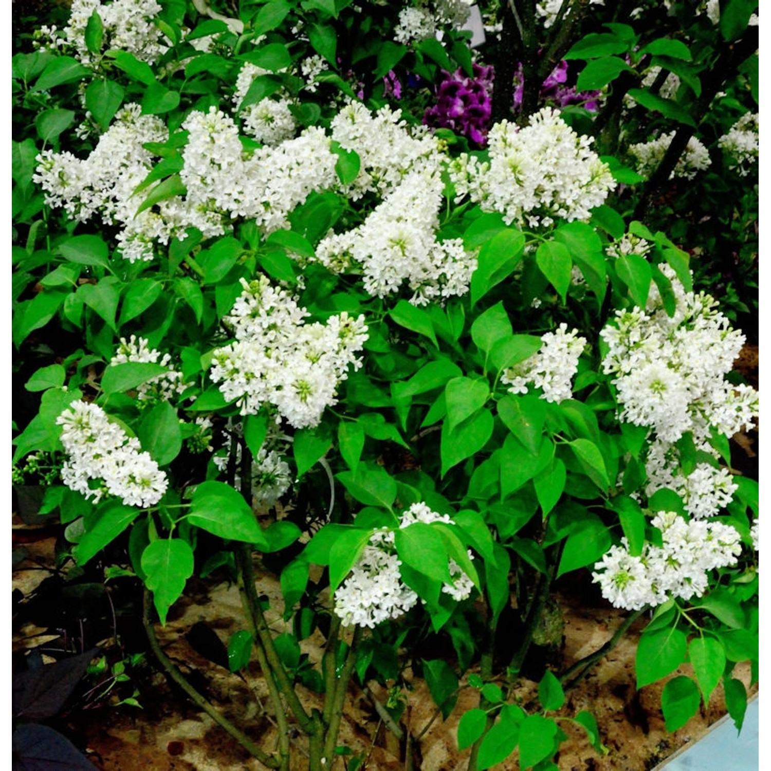 Edelflieder Sterntaler - Kircher-Collection 40-60cm - Syringa vulgaris günstig online kaufen