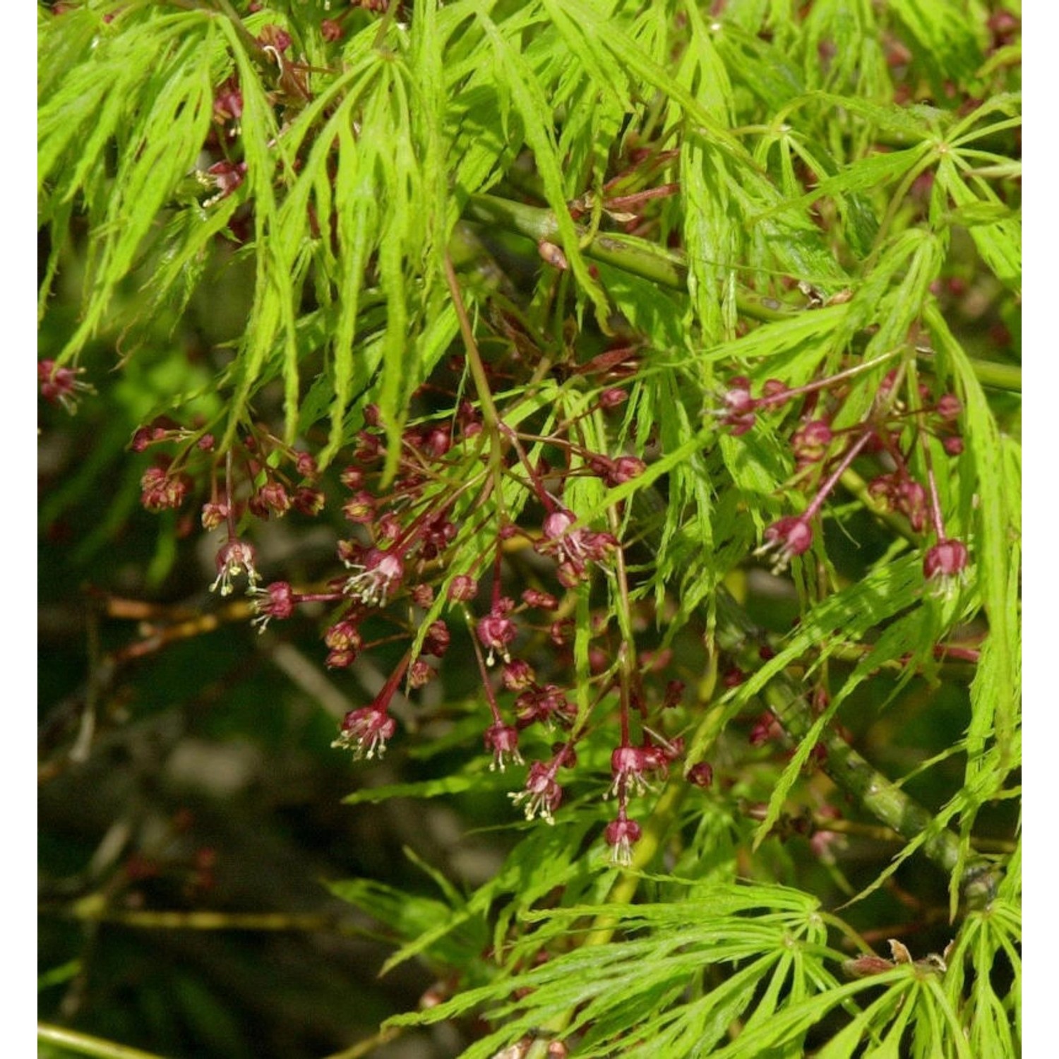 Hochstamm Grüner Schlitz Ahorn 100-125cm - Acer palmatum günstig online kaufen