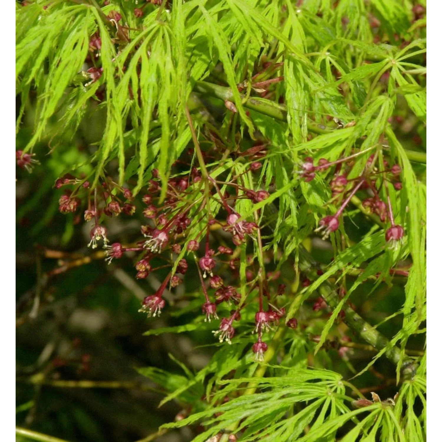 Grüner Schlitz Ahorn 100-125cm - Acer palmatum günstig online kaufen