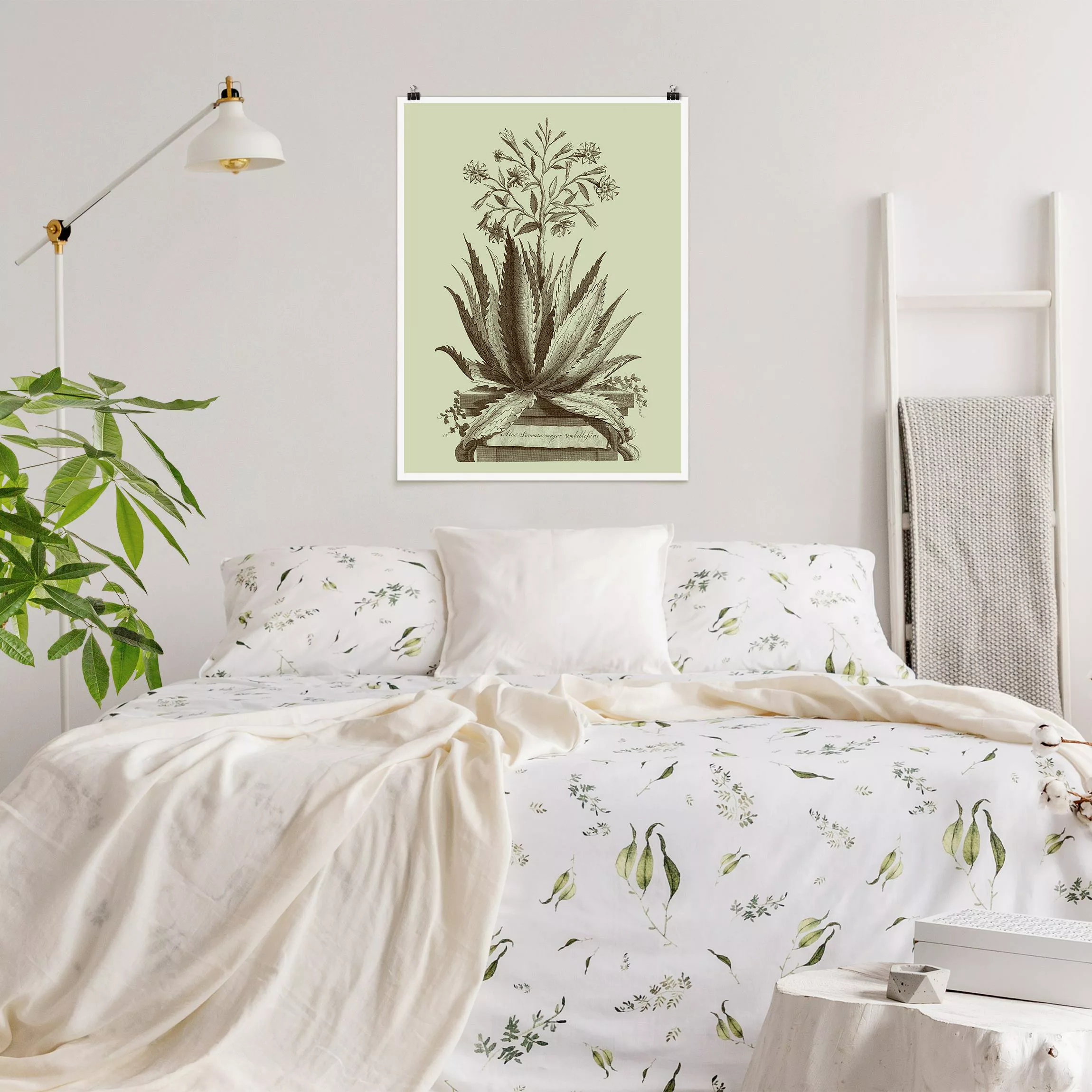 Poster Vintage Aloe Serrata günstig online kaufen