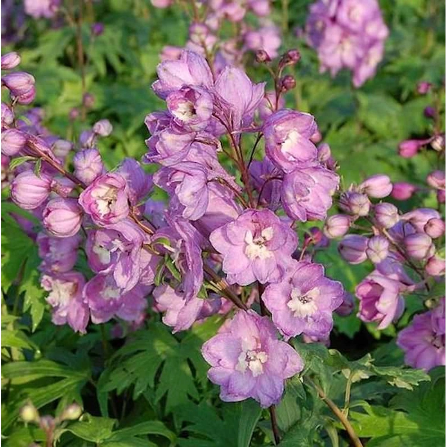 Rittersporn Astolat - Delphinium pacific günstig online kaufen