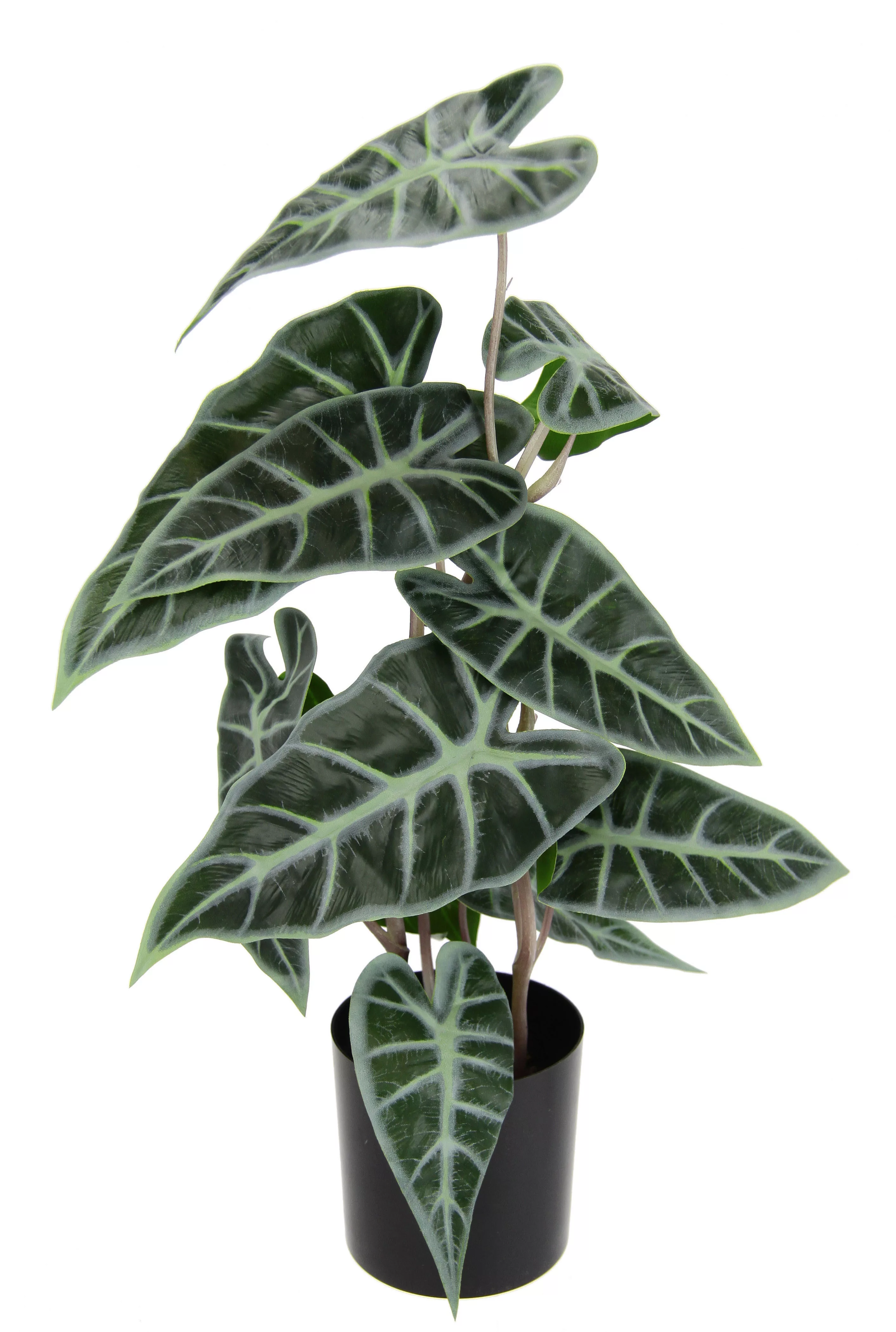 I.GE.A. Kunstpflanze "Calathea" günstig online kaufen