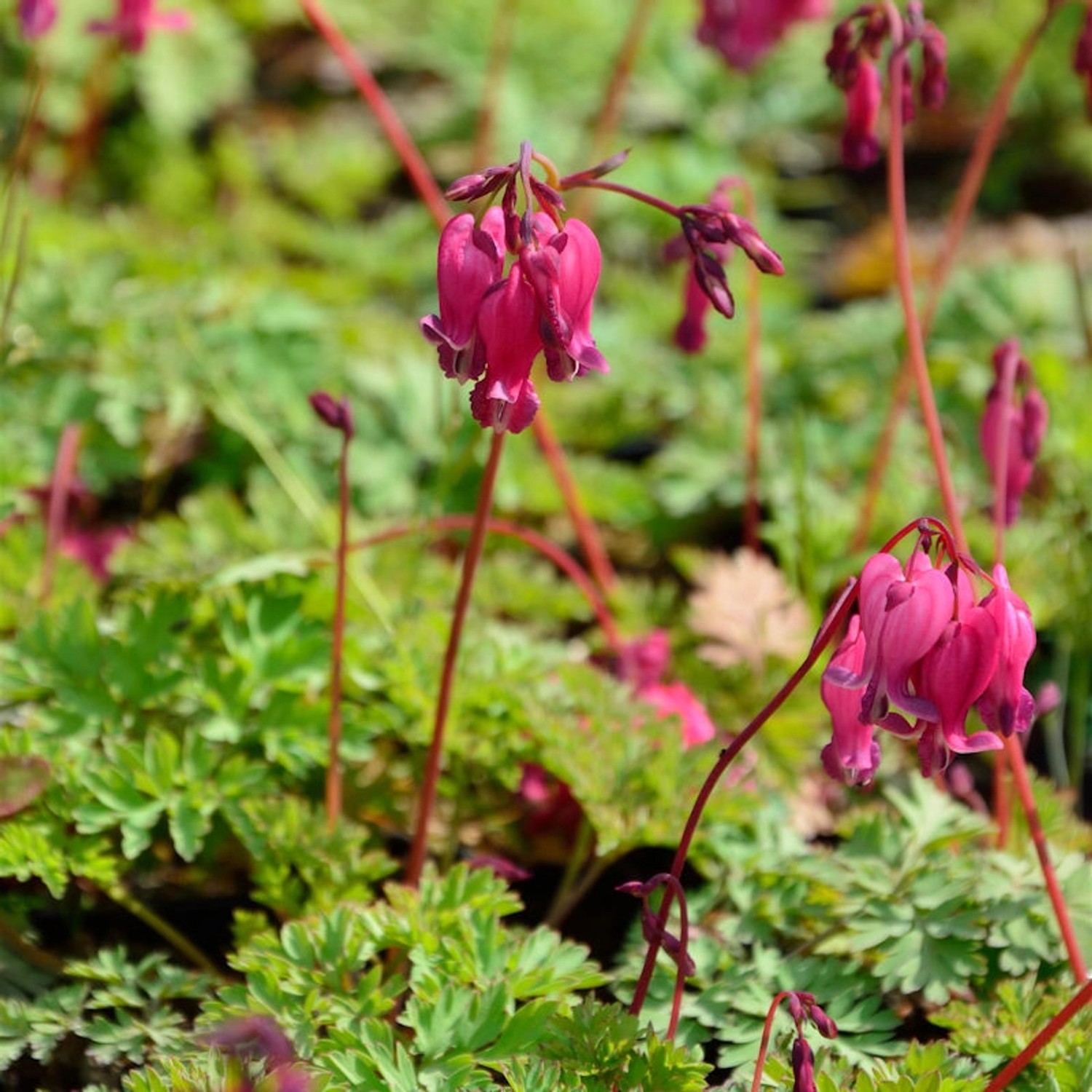 Tränendes Herz Valentine - Dicentra spectabilis günstig online kaufen