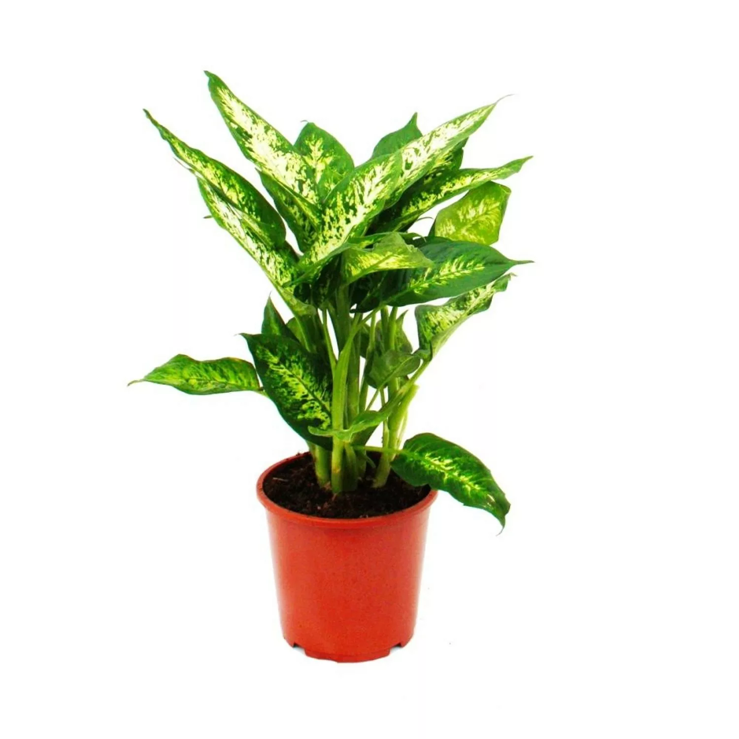 Exotenherz Dieffenbachia Compacta 17cm Topf günstig online kaufen