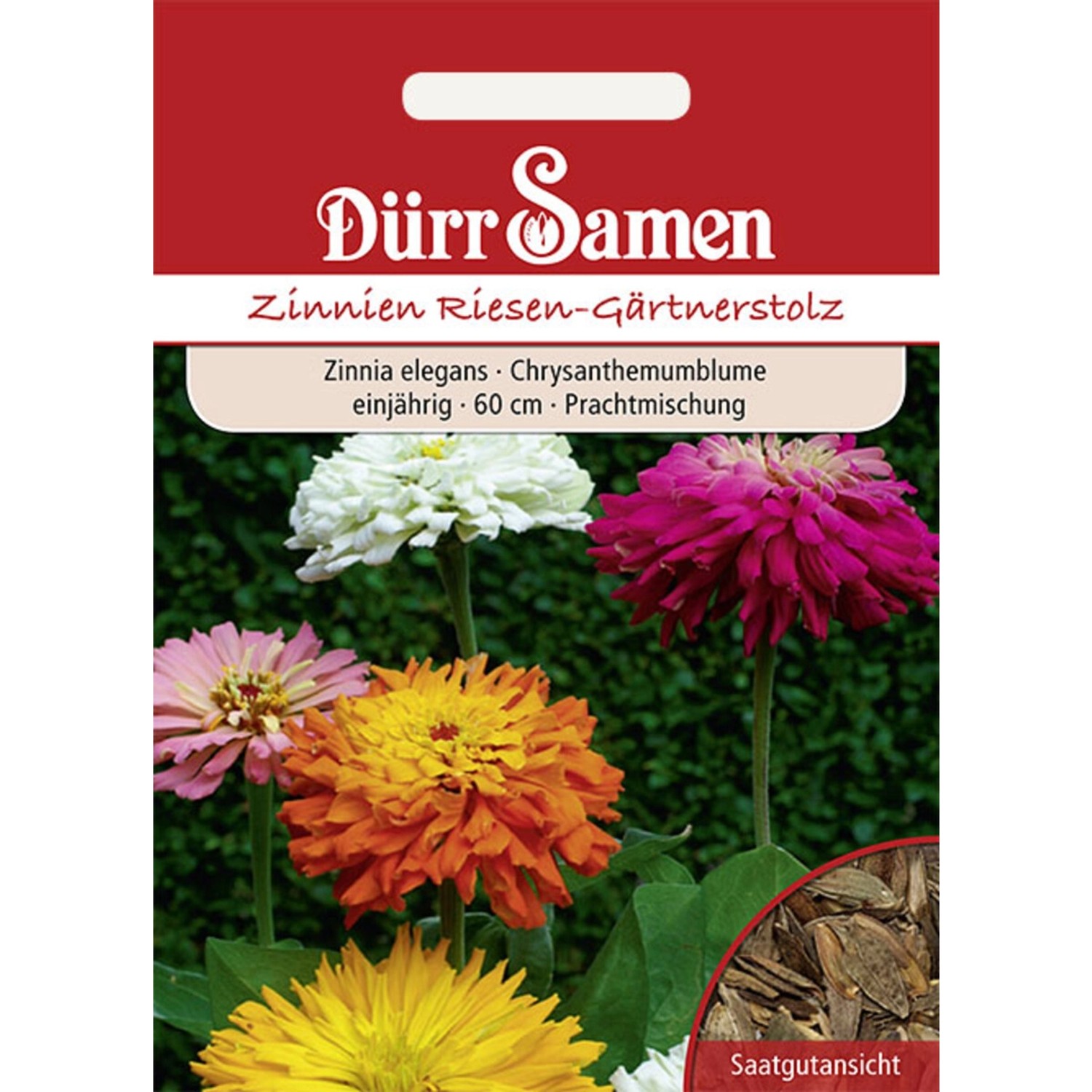 Dürr Samen Zinnien Riesen-Gärtnerstolz Einjährig Saatgut günstig online kaufen