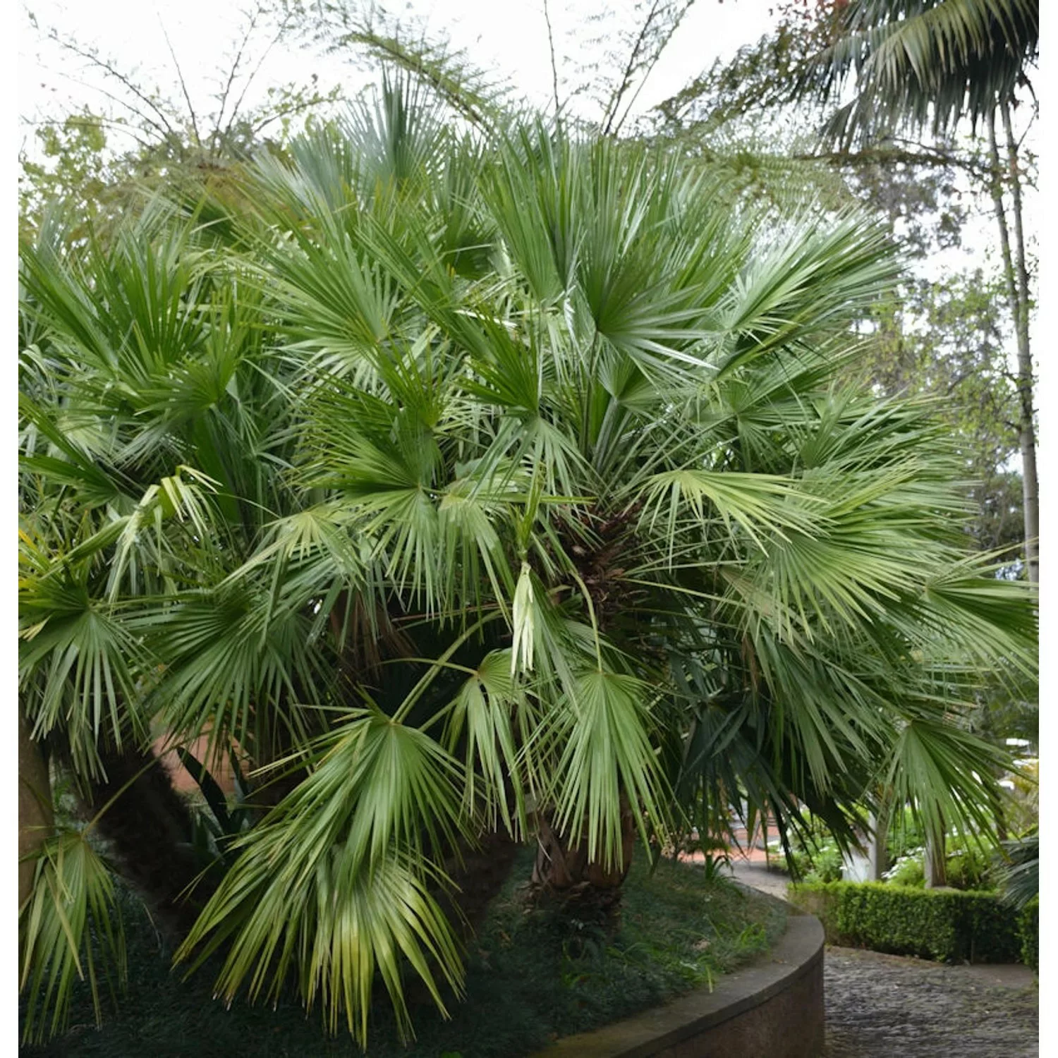 Chinesische Hanfpalme 60-80cm - Trachycarpu fortunei günstig online kaufen