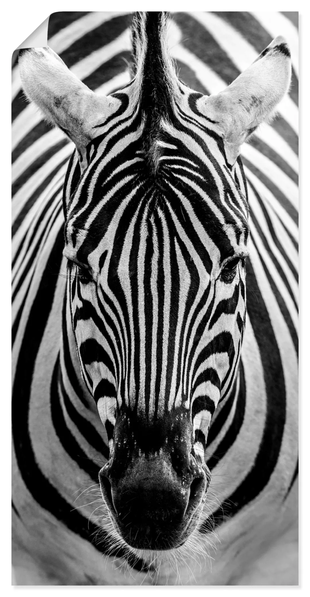 Artland Wandbild "Zebra", Wildtiere, (1 St.), als Leinwandbild, Poster, Wan günstig online kaufen