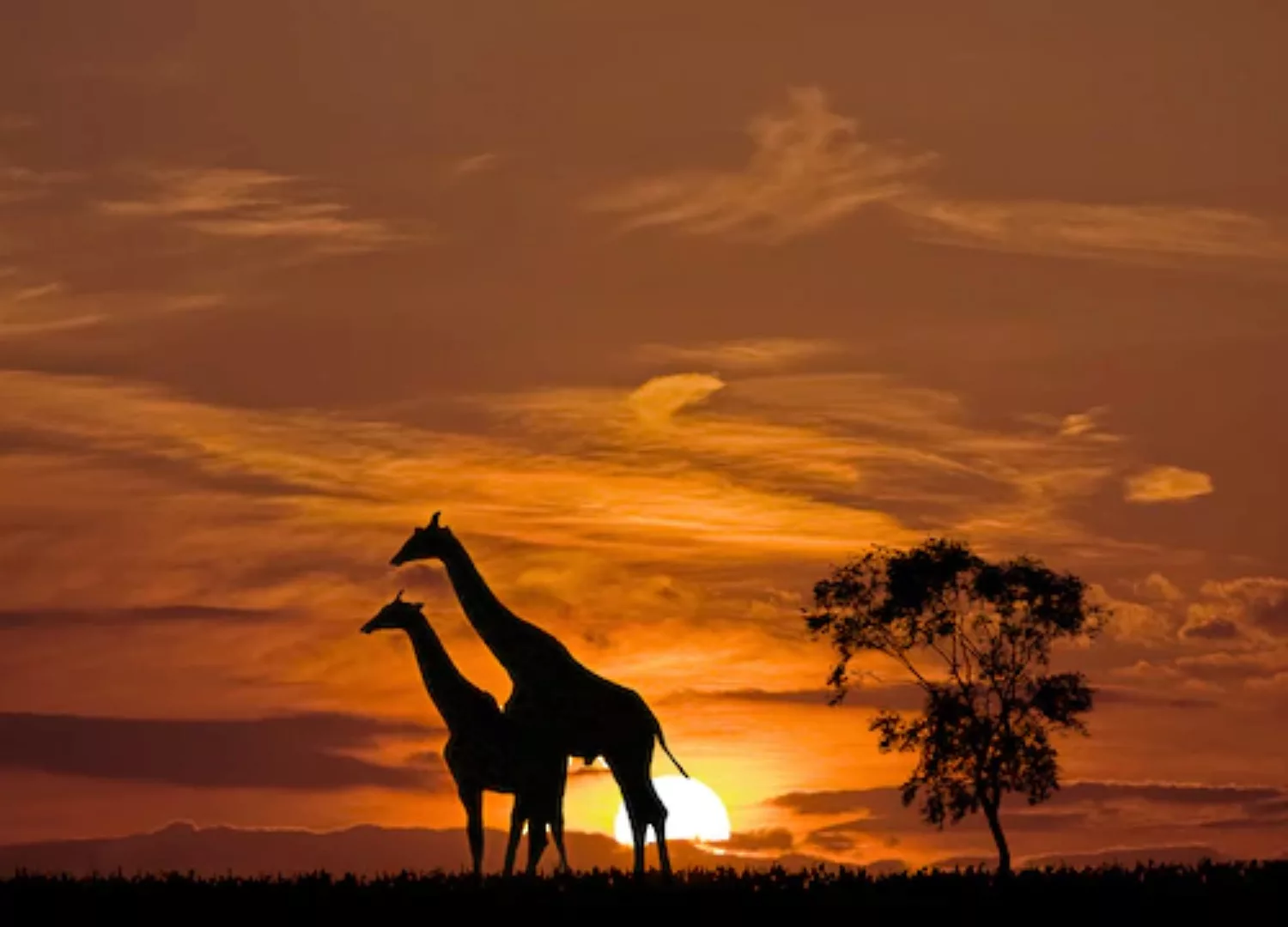 Papermoon Fototapete »Giraffen vor Sonnenuntergang« günstig online kaufen