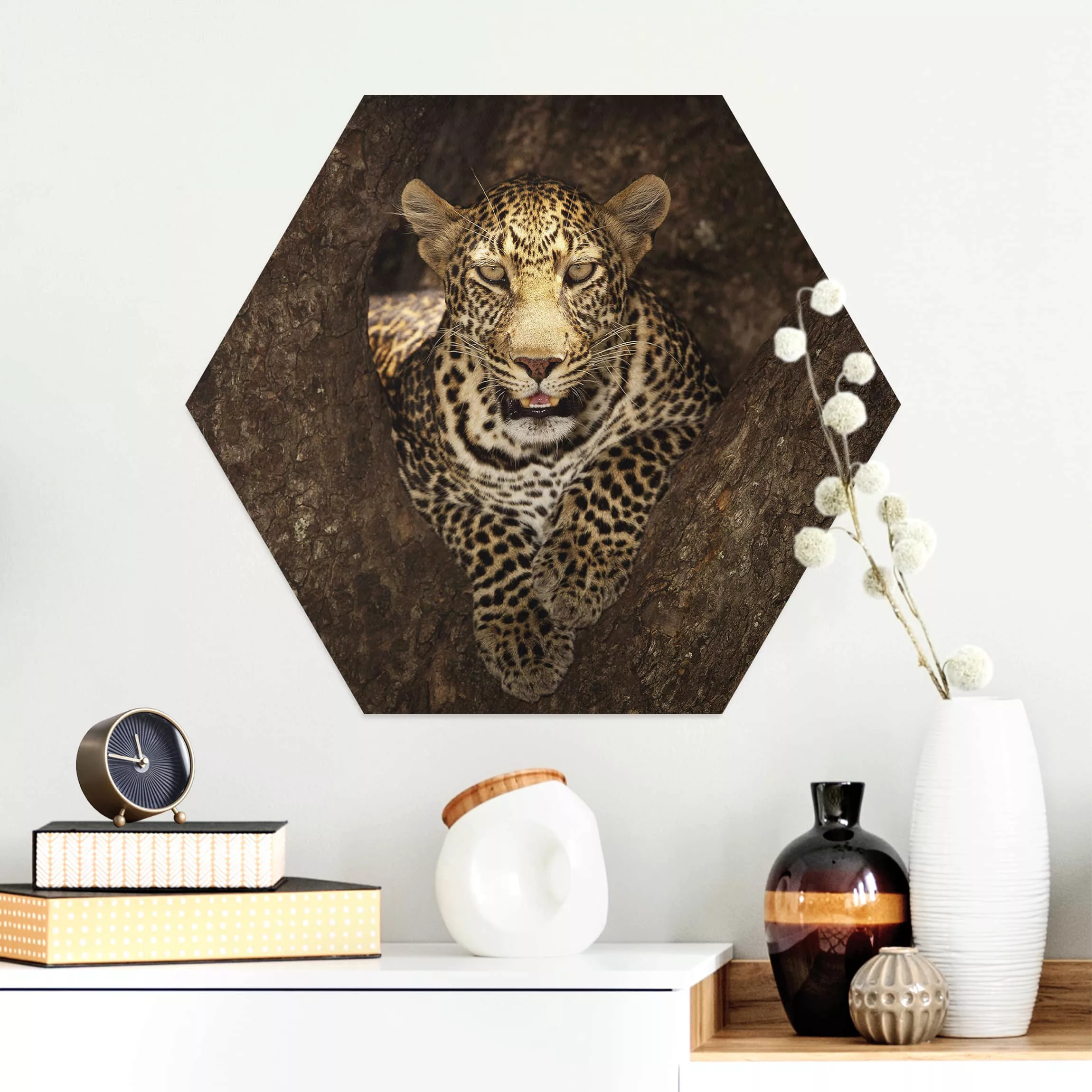 Hexagon-Alu-Dibond Bild Tiere Leopard ruht auf einem Baum günstig online kaufen