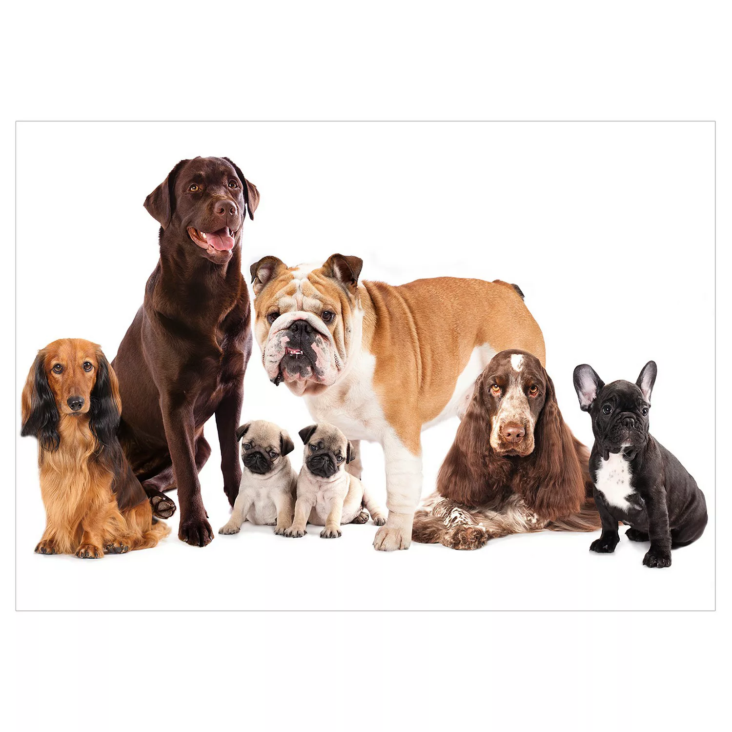 Fototapete - Dog Integration günstig online kaufen