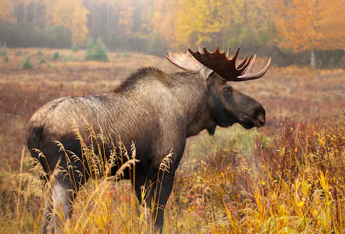 Papermoon Fototapete »ELCH-STIER TIER HIRSCH WALD GEWEIH STEPPE TUNDRA PRÄR günstig online kaufen