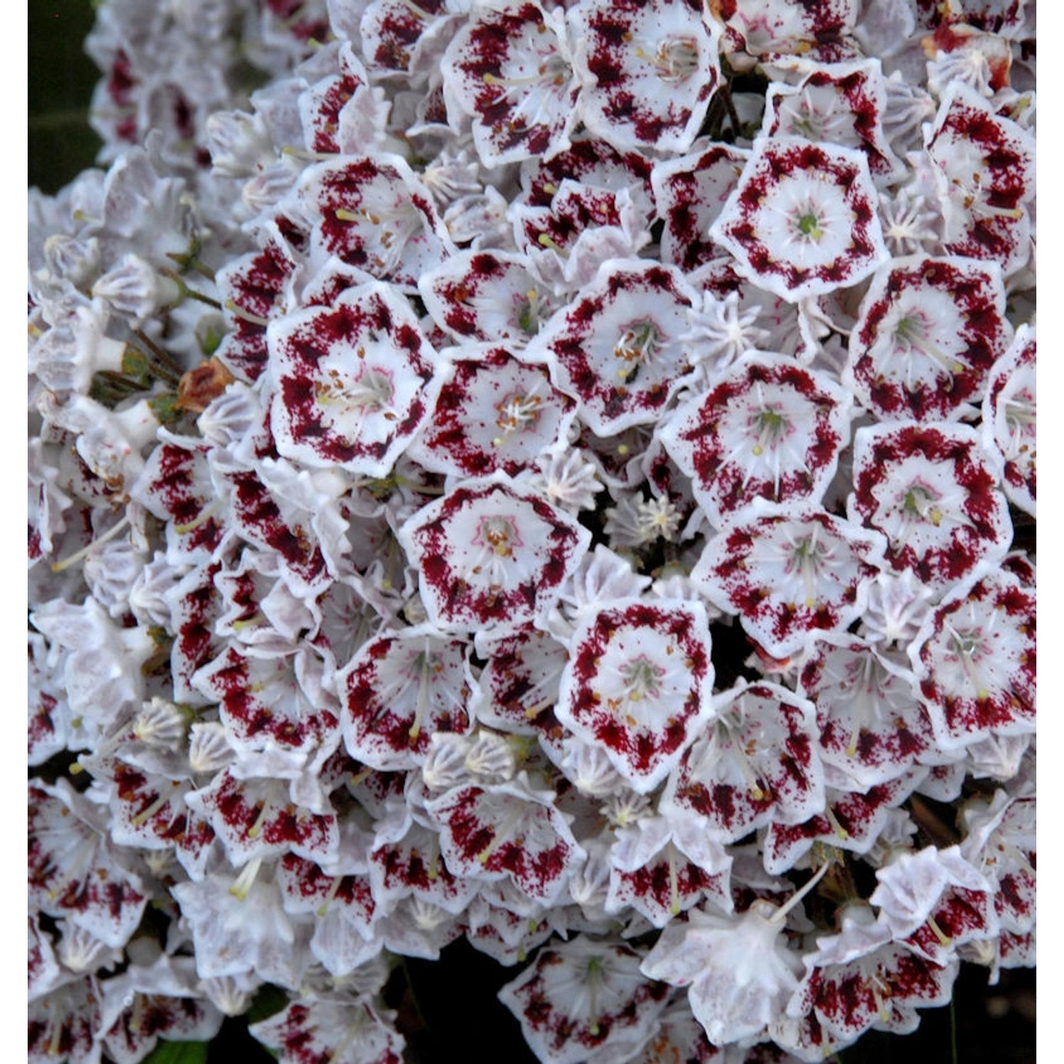 Großer Berglorbeer Nani 20-25cm - Kalmia latifolia günstig online kaufen