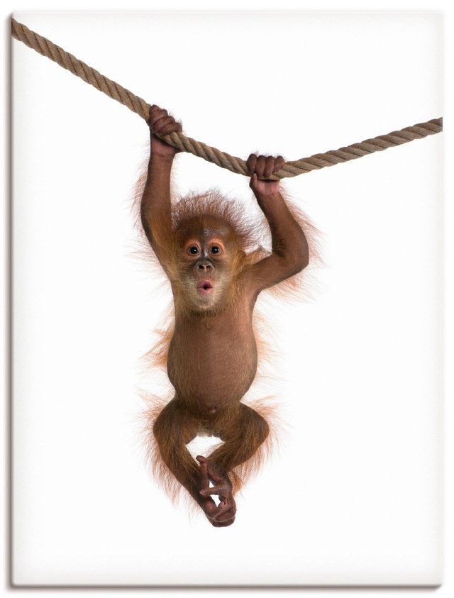 Artland Wandbild "Baby Orang Utan hängt an Seil II", Wildtiere, (1 St.), al günstig online kaufen
