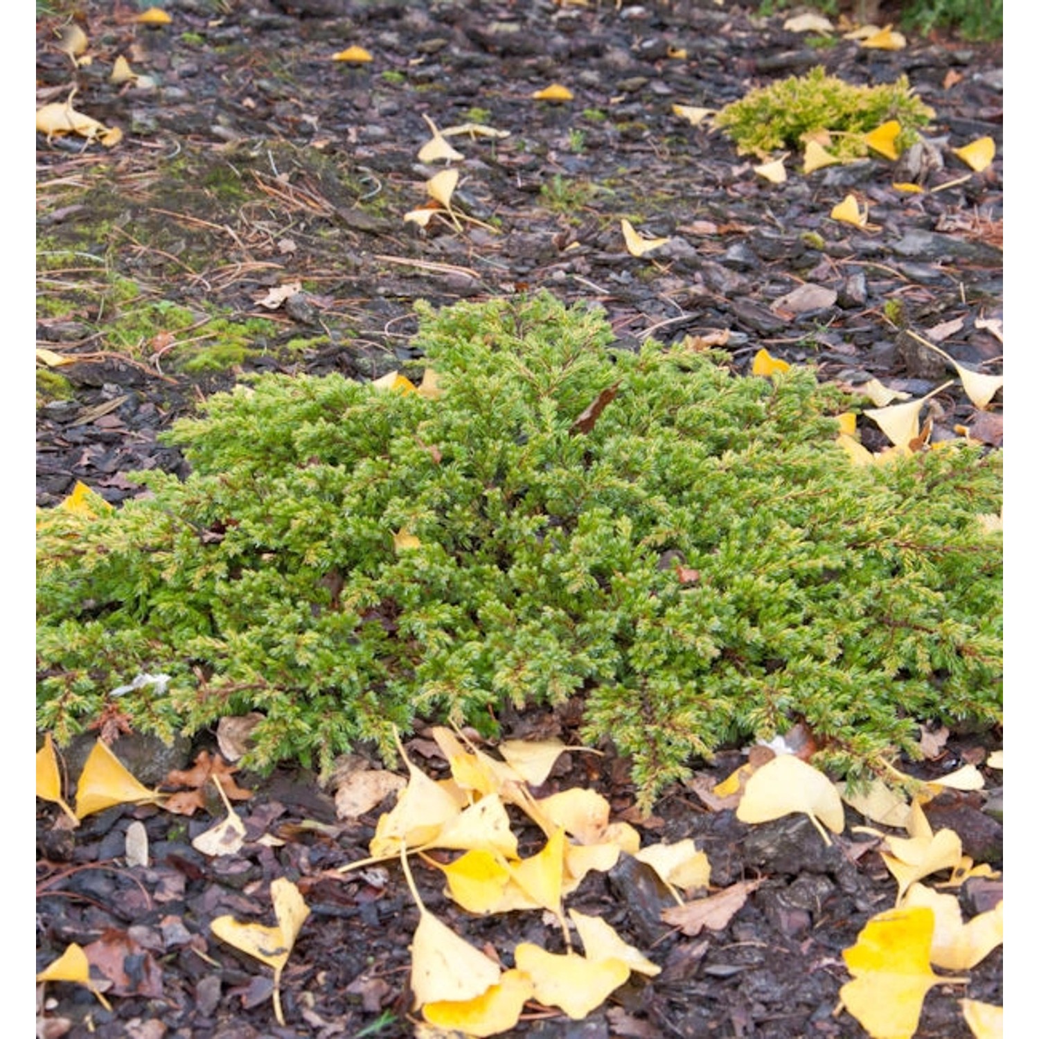 Kriechwacholder Goldschatz 20-30cm - Juniperus communis günstig online kaufen