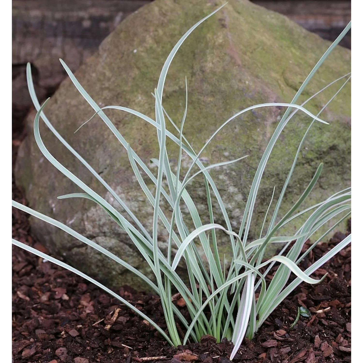 Zimmerknoblauch - Tulbaghia violacea günstig online kaufen