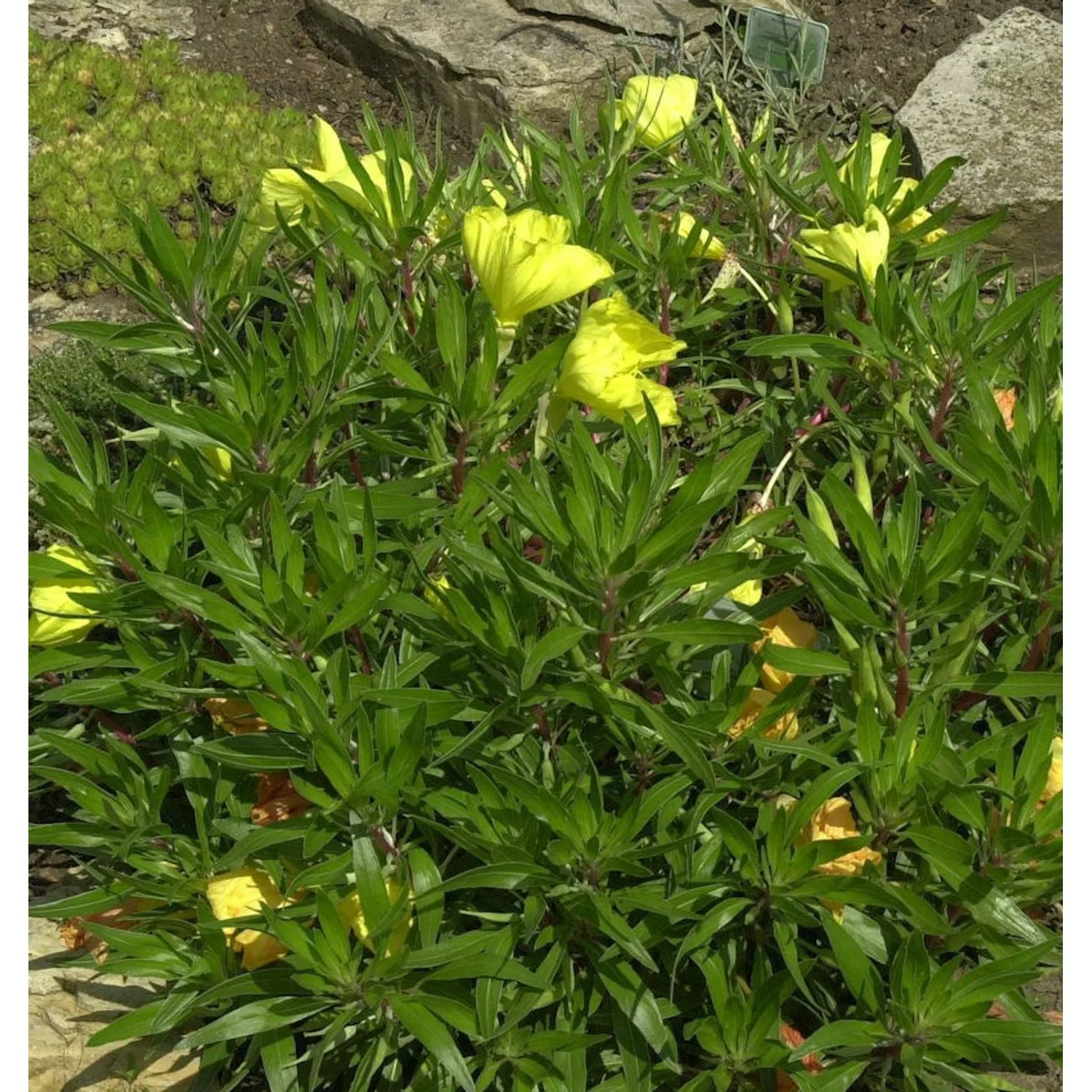 Polster Nachtkerze - Oenothera macrocarpa günstig online kaufen