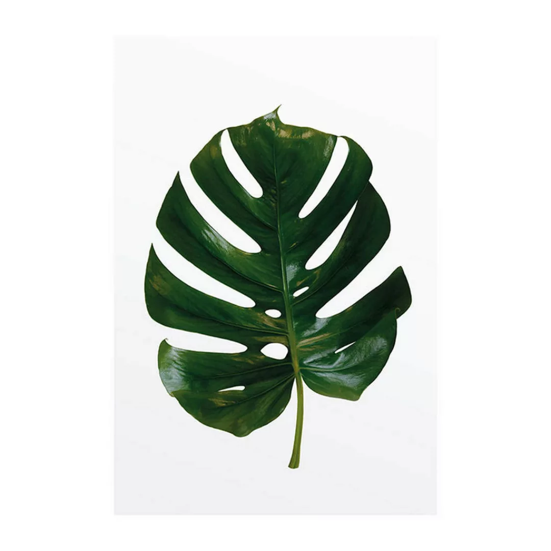 KOMAR Wandbild - Monstera Leaf - Größe: 50 x 70 cm mehrfarbig Gr. one size günstig online kaufen