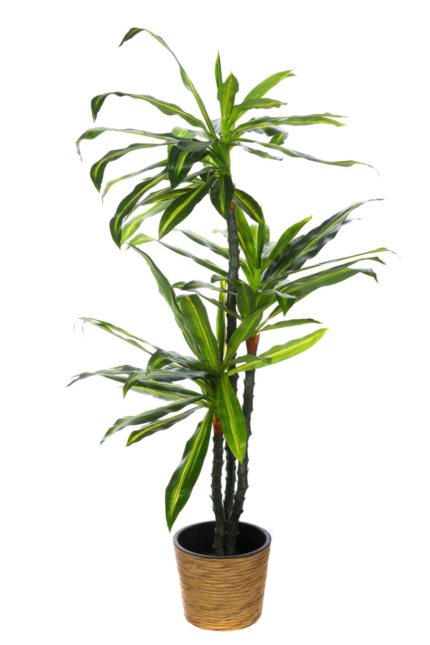 BIRENDY Dekobaum XXL Drachenbaum JWS2321 künstliche günstig online kaufen