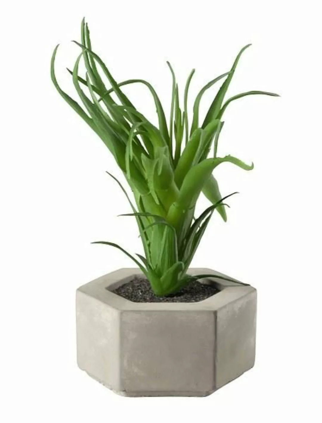 ASA Kunstpflanzen & -blumen Maxi Sukkulente I im grauen Betontopf grün 9 cm günstig online kaufen