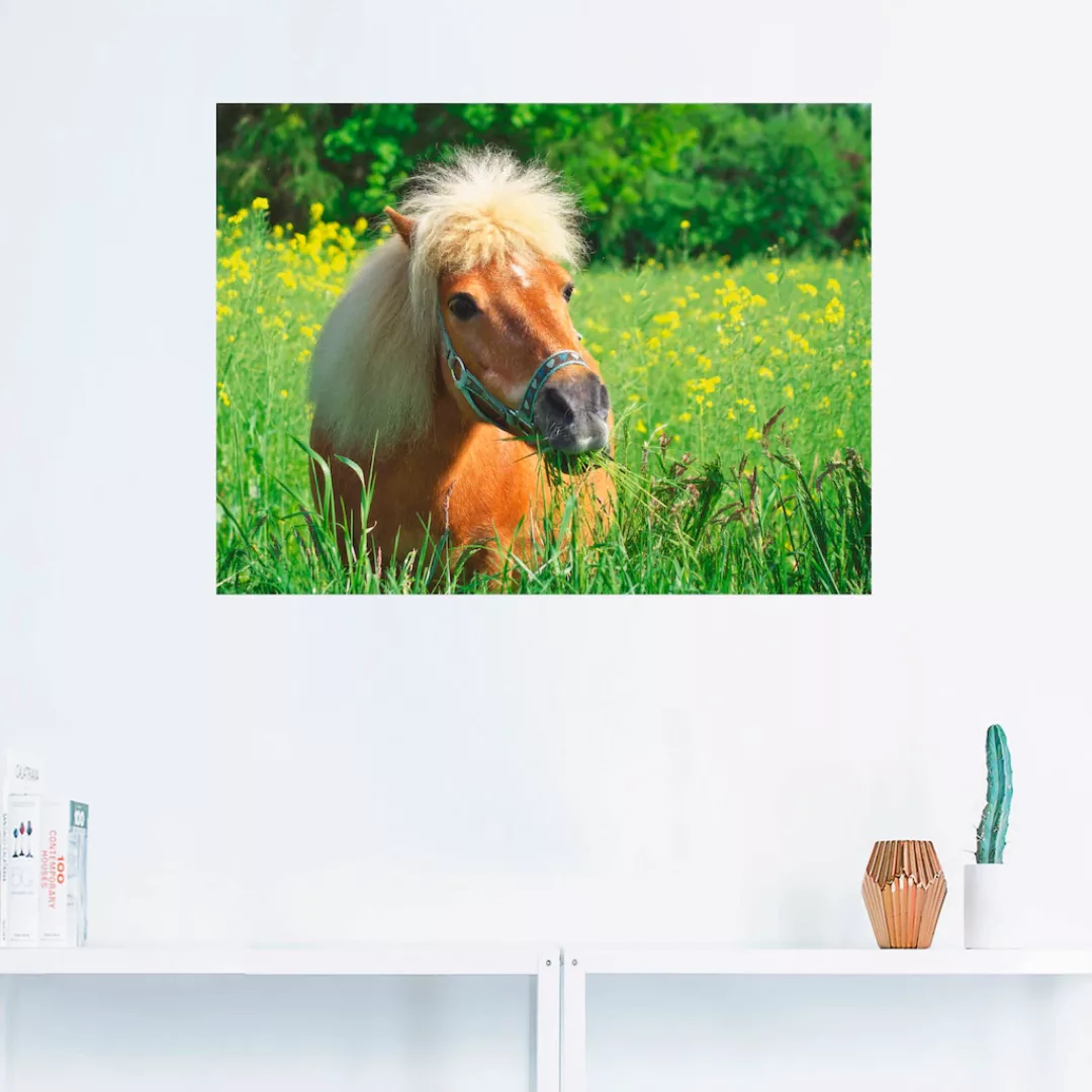 Artland Wandbild »Shetland Pony«, Haustiere, (1 St.) günstig online kaufen