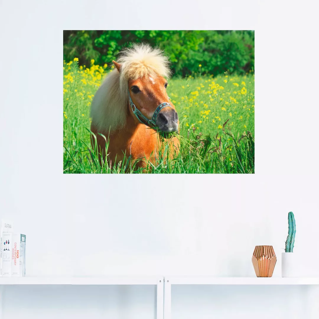 Artland Wandbild "Shetland Pony", Haustiere, (1 St.), als Leinwandbild, Wan günstig online kaufen