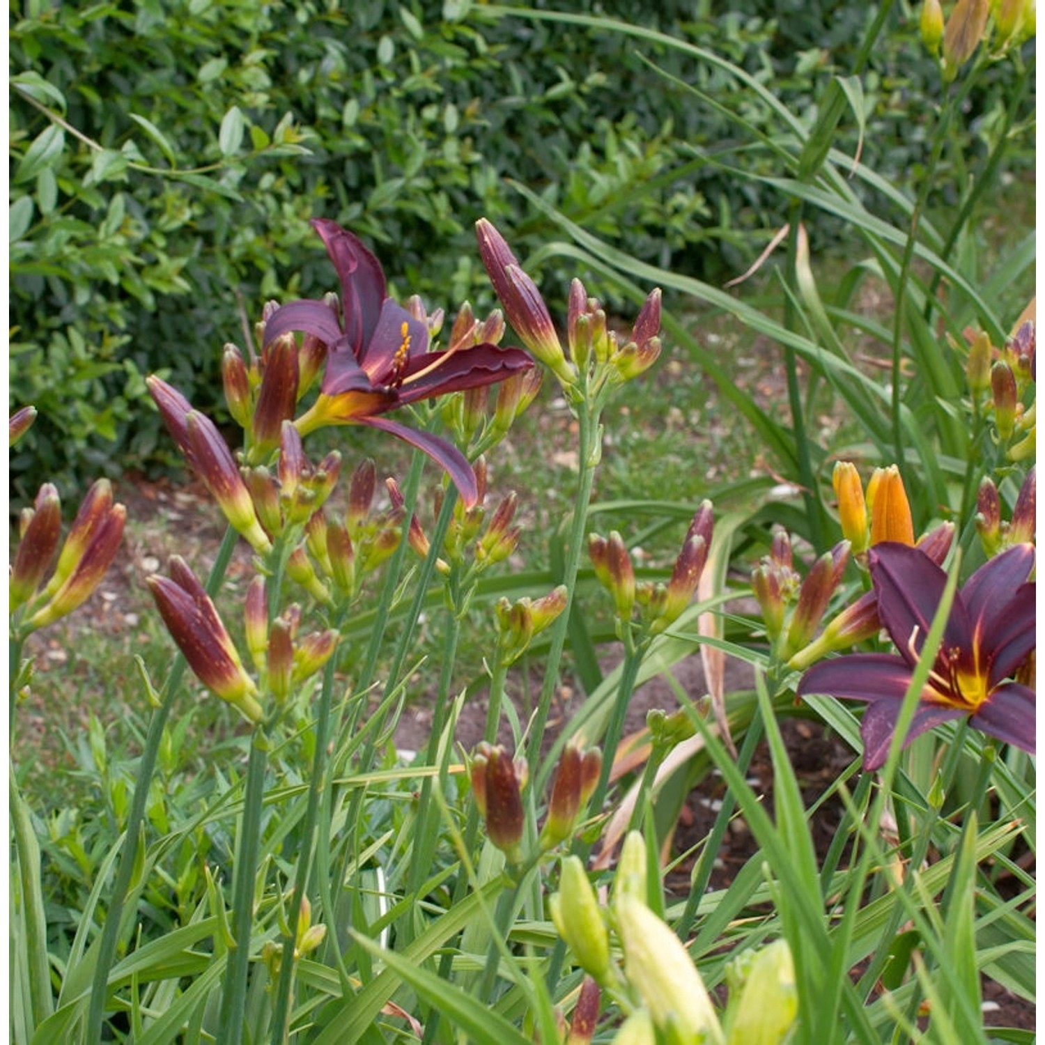 Taglilie Black Arrowhead - Hemerocallis günstig online kaufen