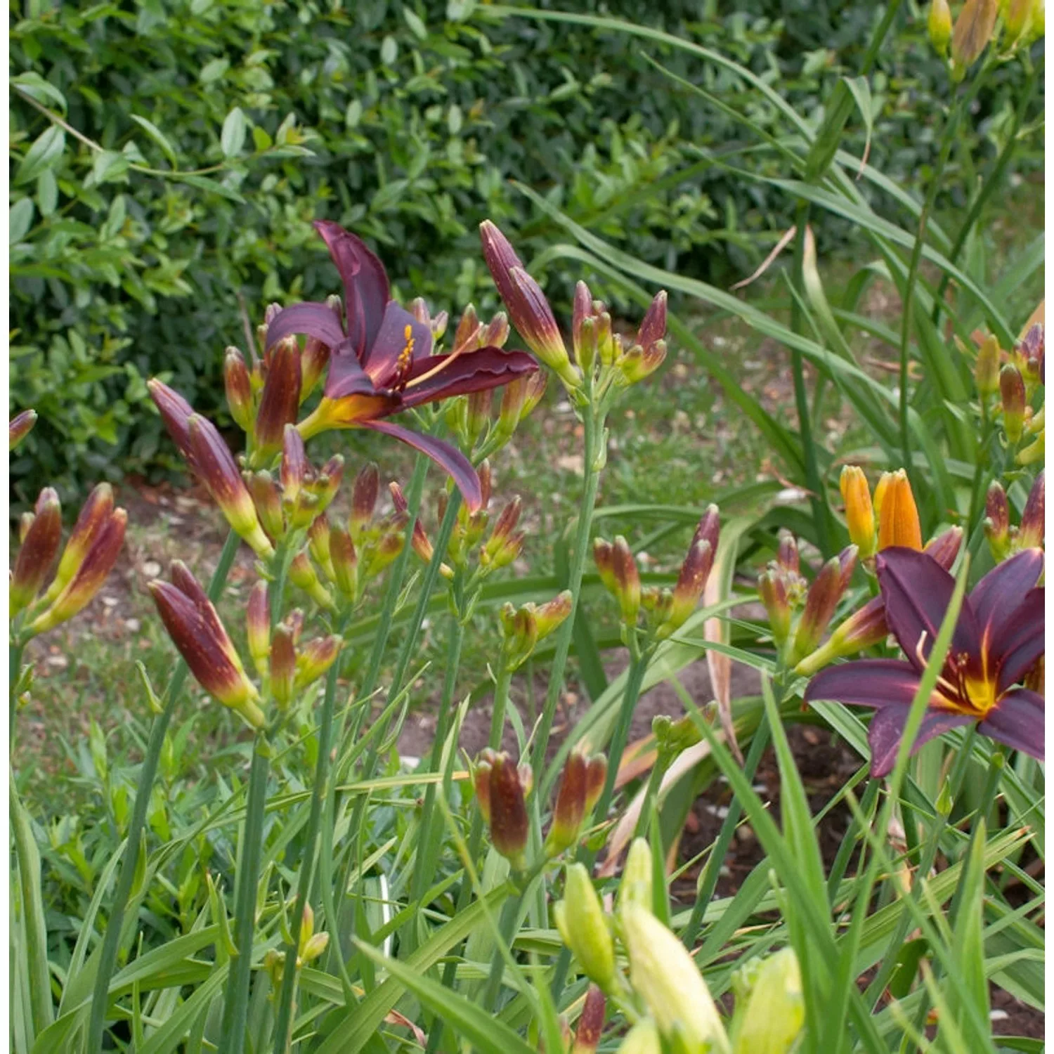 Taglilie Black Arrowhead - Hemerocallis günstig online kaufen