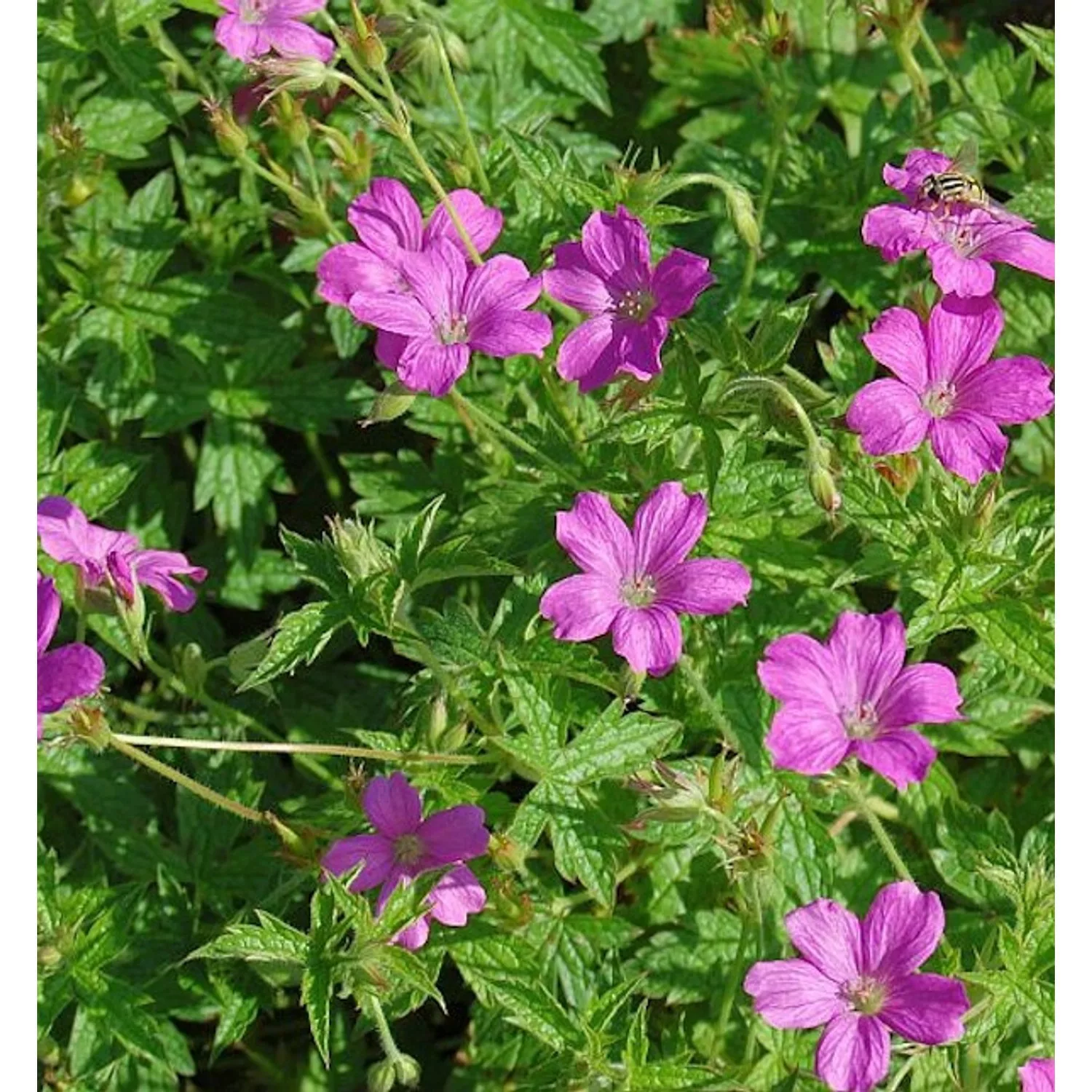 Storchenschnabel Rosenlicht - Geranium oxonianum günstig online kaufen