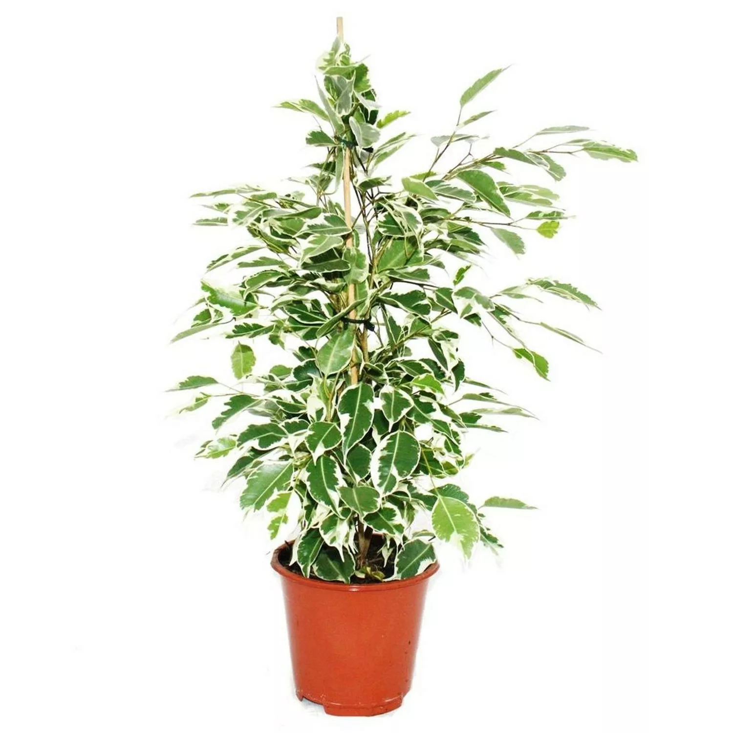 Exotenherz Ficus Benjamini Twilight Birkenfeige 14cm günstig online kaufen