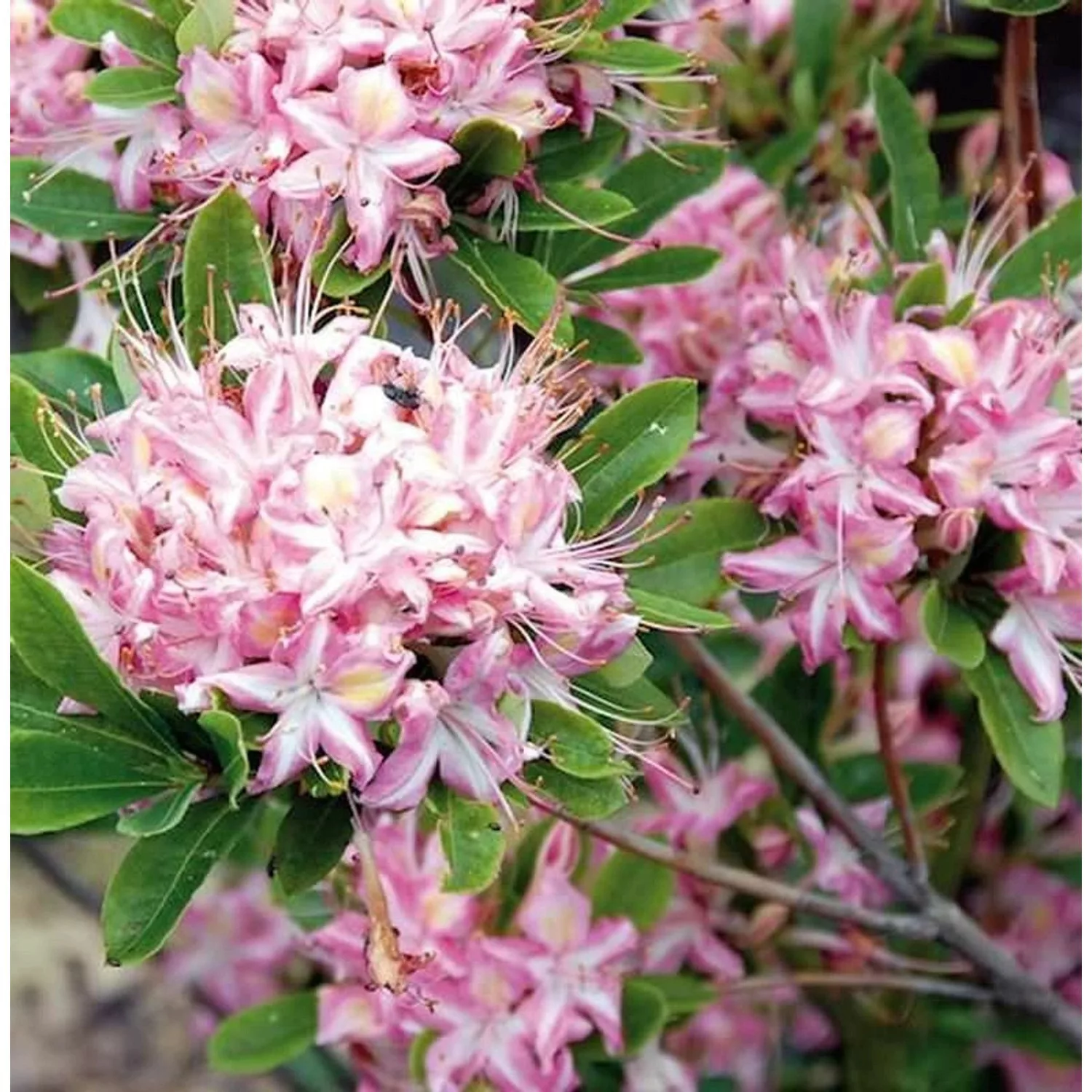 Rhododendron Ribbon Candy 40-50cm - Rhododendron viscosum günstig online kaufen