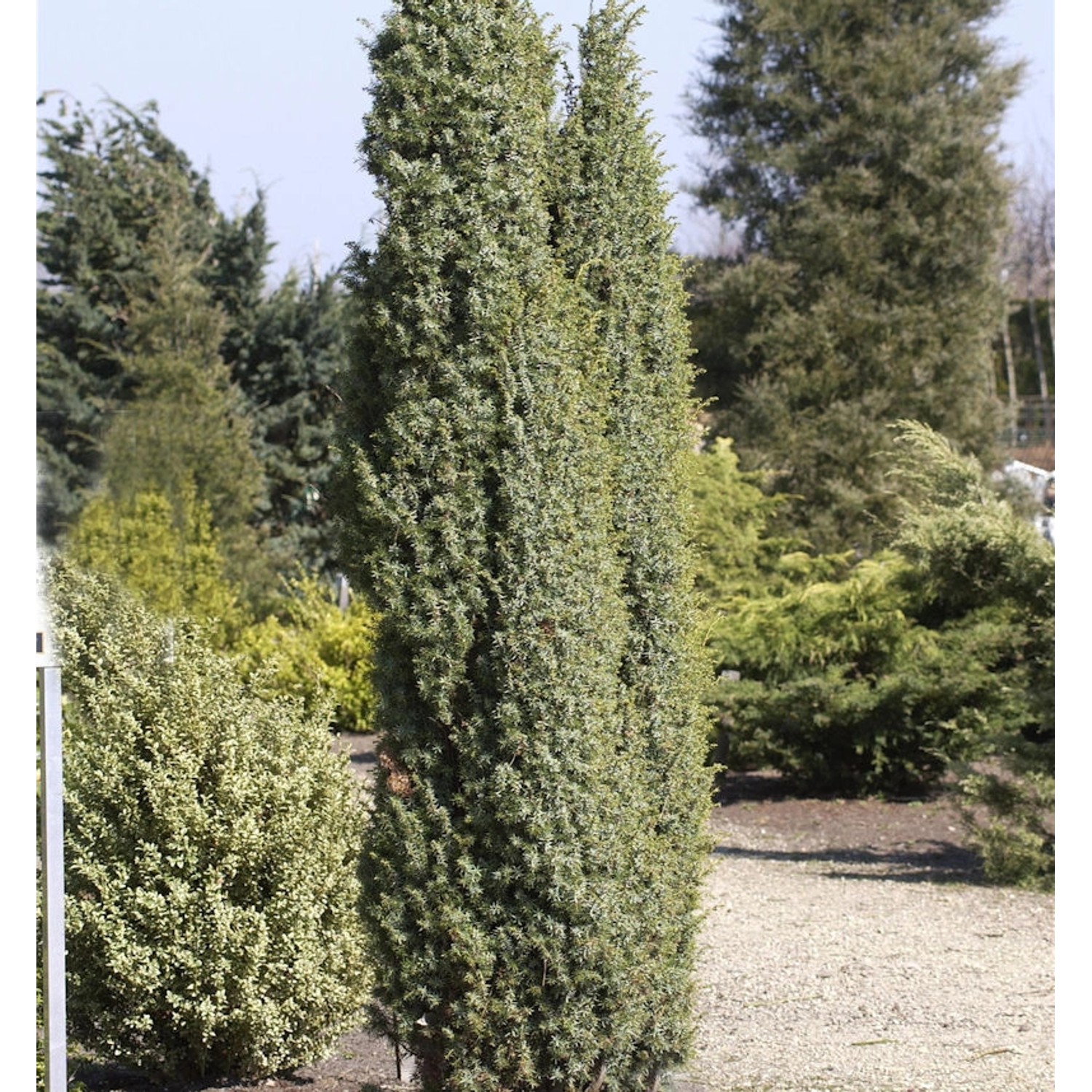 Heidewacholder Meyer 30-40cm - Juniperus communis günstig online kaufen