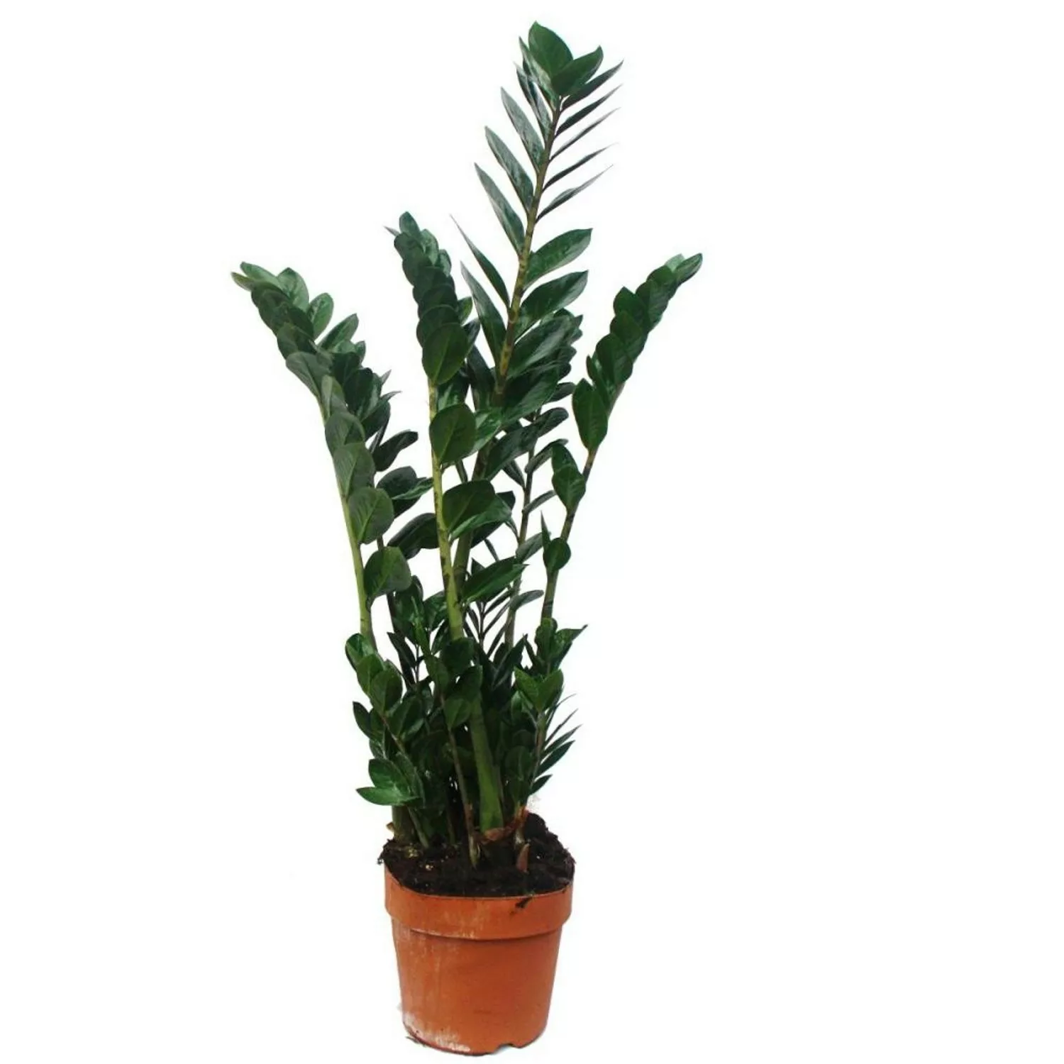 Exotenherz Zimmerpflanze Zamioculcas Zamio Palme ca. 80cm Hoch günstig online kaufen