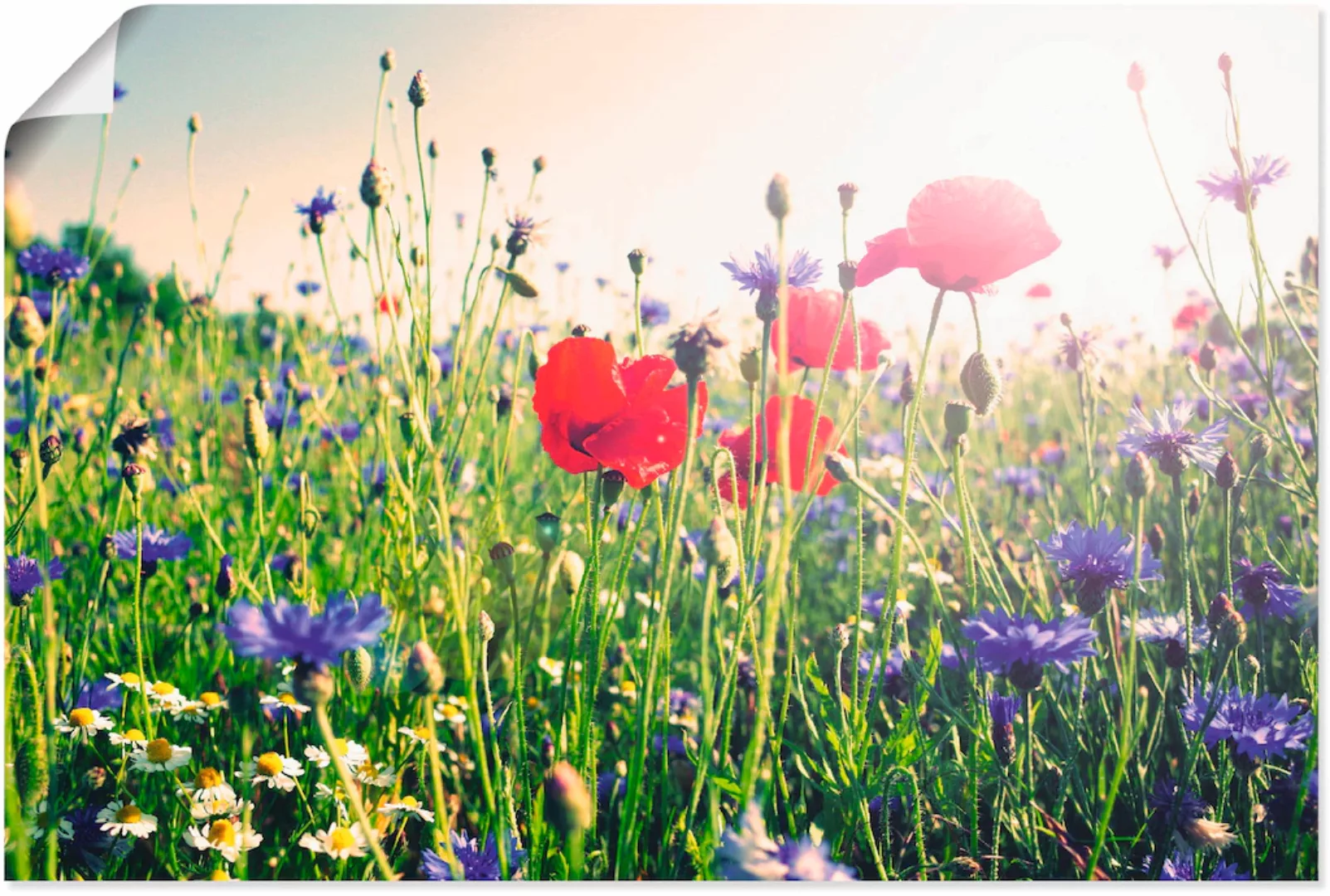 Artland Wandbild "Mohnblume im Feld", Blumen, (1 St.), als Leinwandbild, Po günstig online kaufen