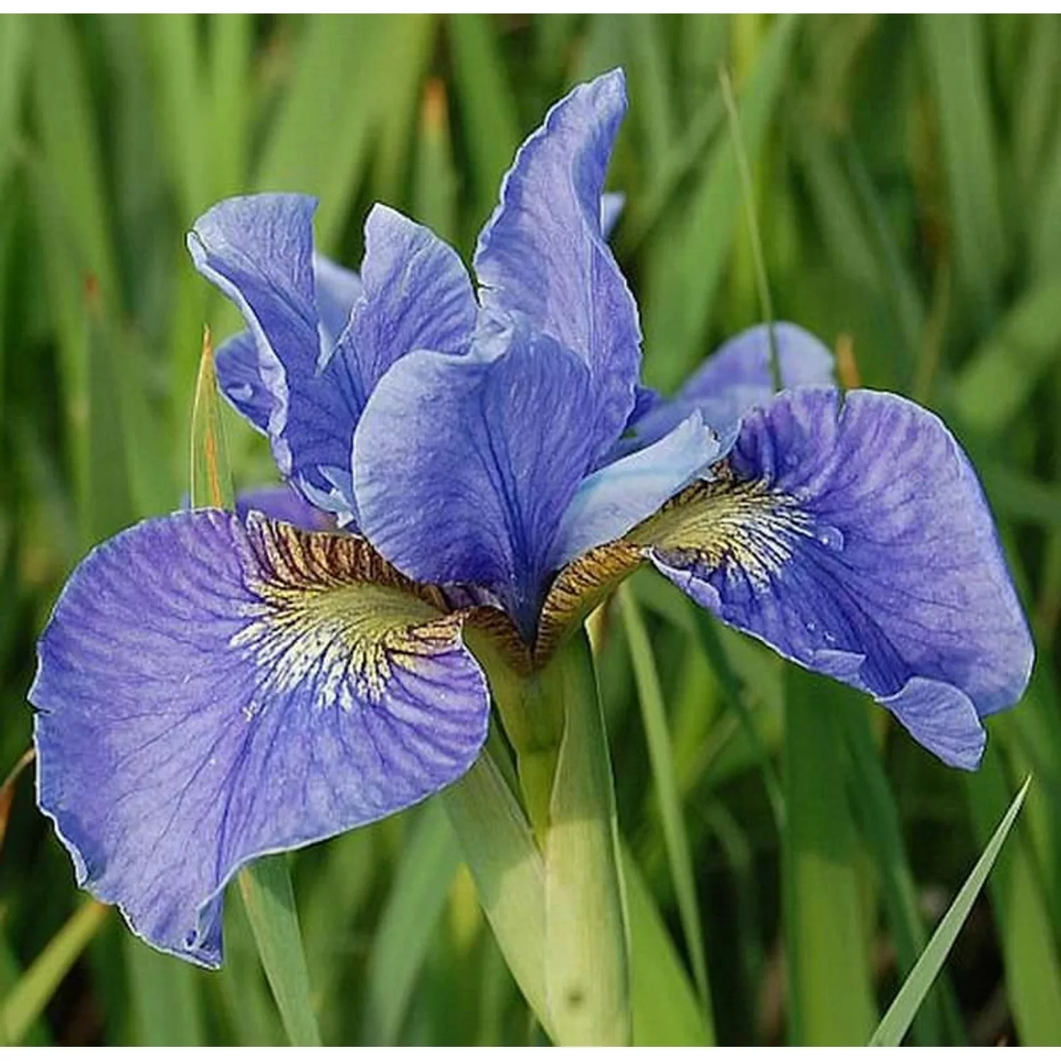 Sibirische Wieseniris Himmel von Komi - Iris sibirica günstig online kaufen