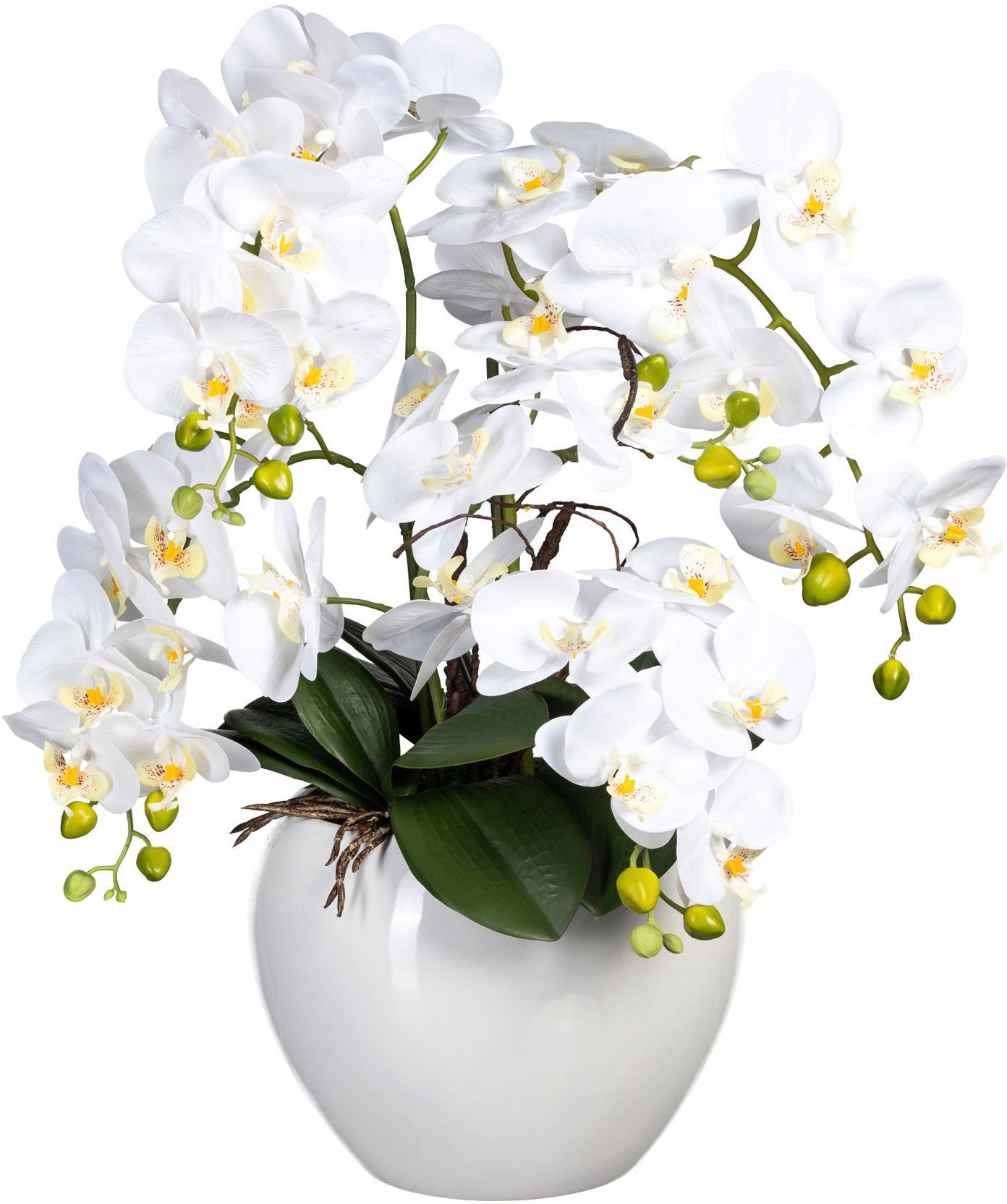 Kunstorchidee Phalaenopsis im Keramiktopf Orchidee Phalaenopsis, günstig online kaufen