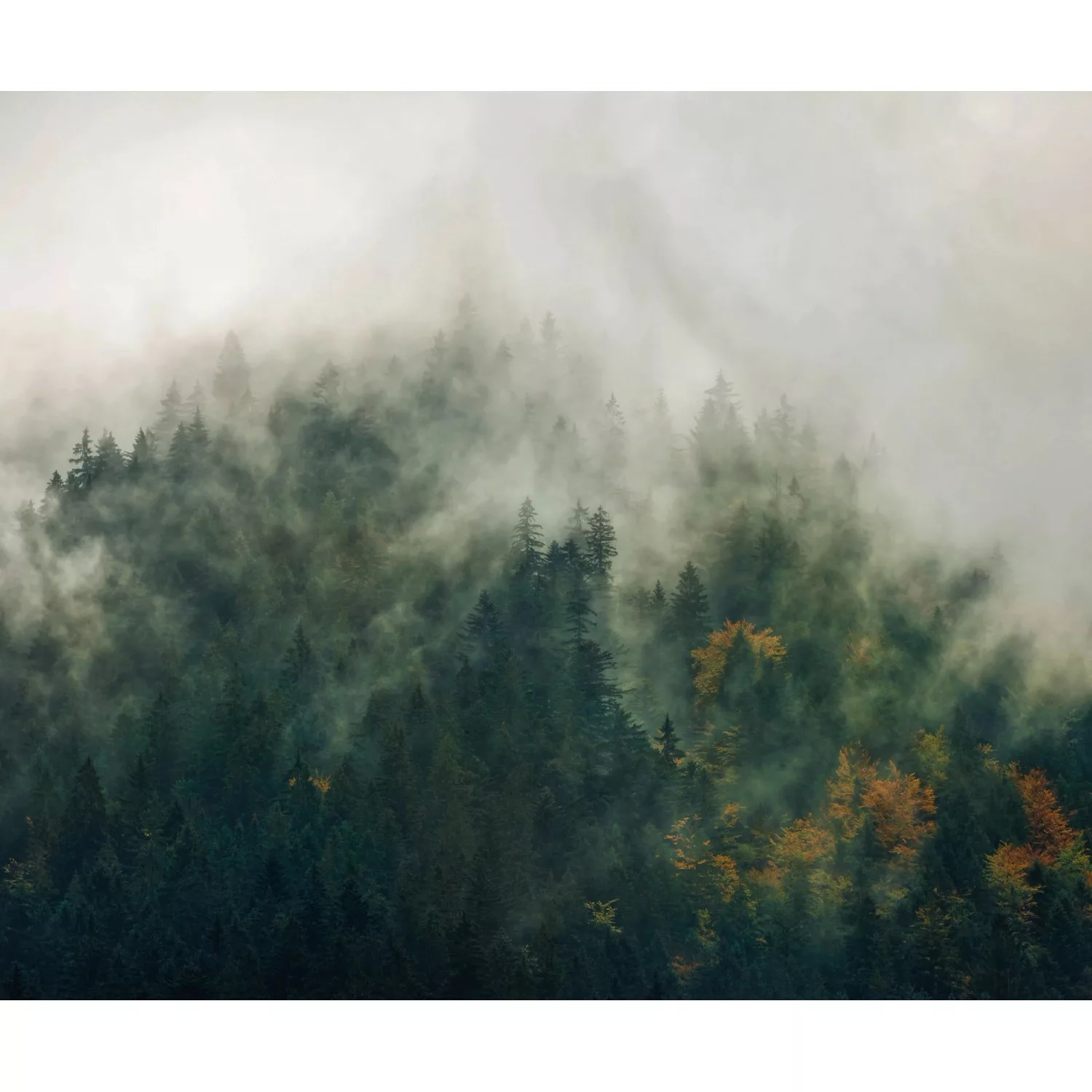 Komar Fototapete Vlies Tales of the Carpathians  300 x 250 cm günstig online kaufen