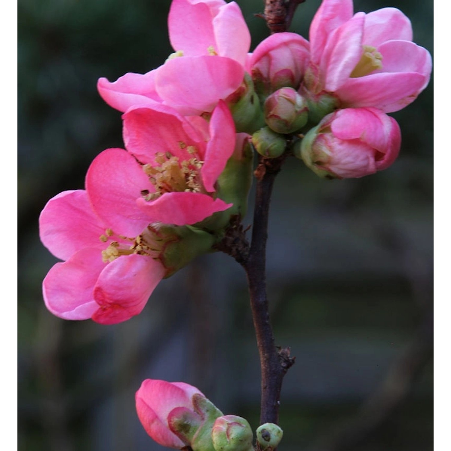 Zierquitte Pink Lady 60-80cm - Chaenomeles günstig online kaufen