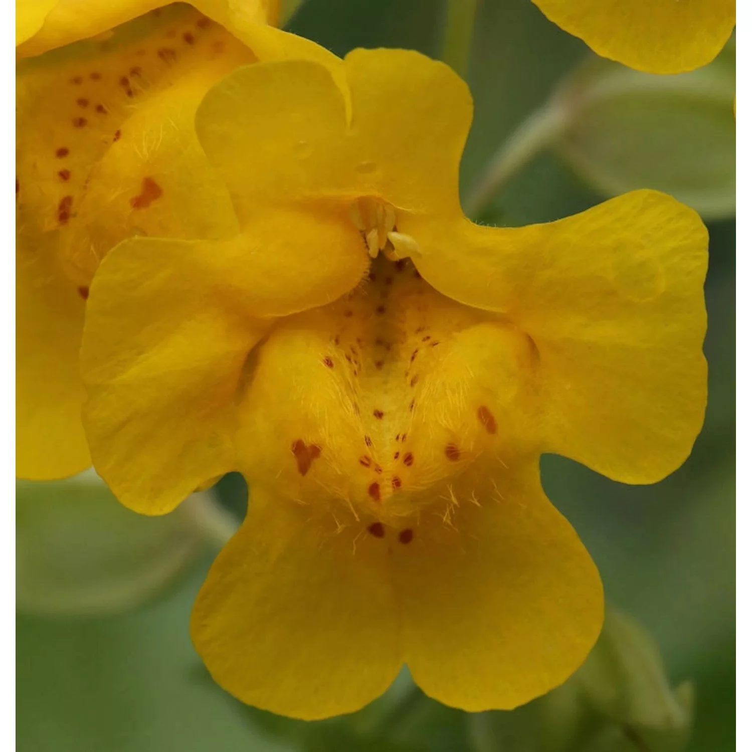 Gelbe Gauklerblume - Mimulus luteus günstig online kaufen