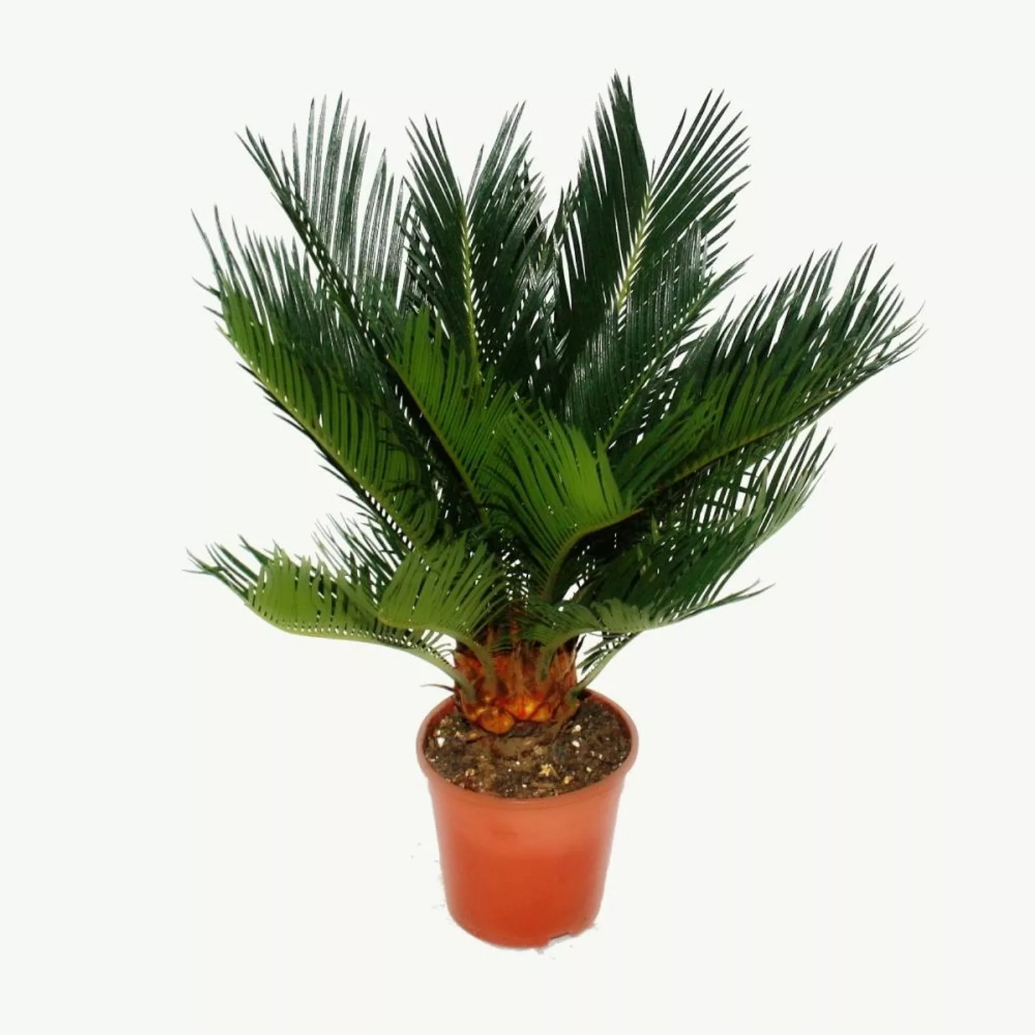 Exotenherz Cycas Revoluta Japanischer Palmfarn mit Knolle 12cm Topf günstig online kaufen