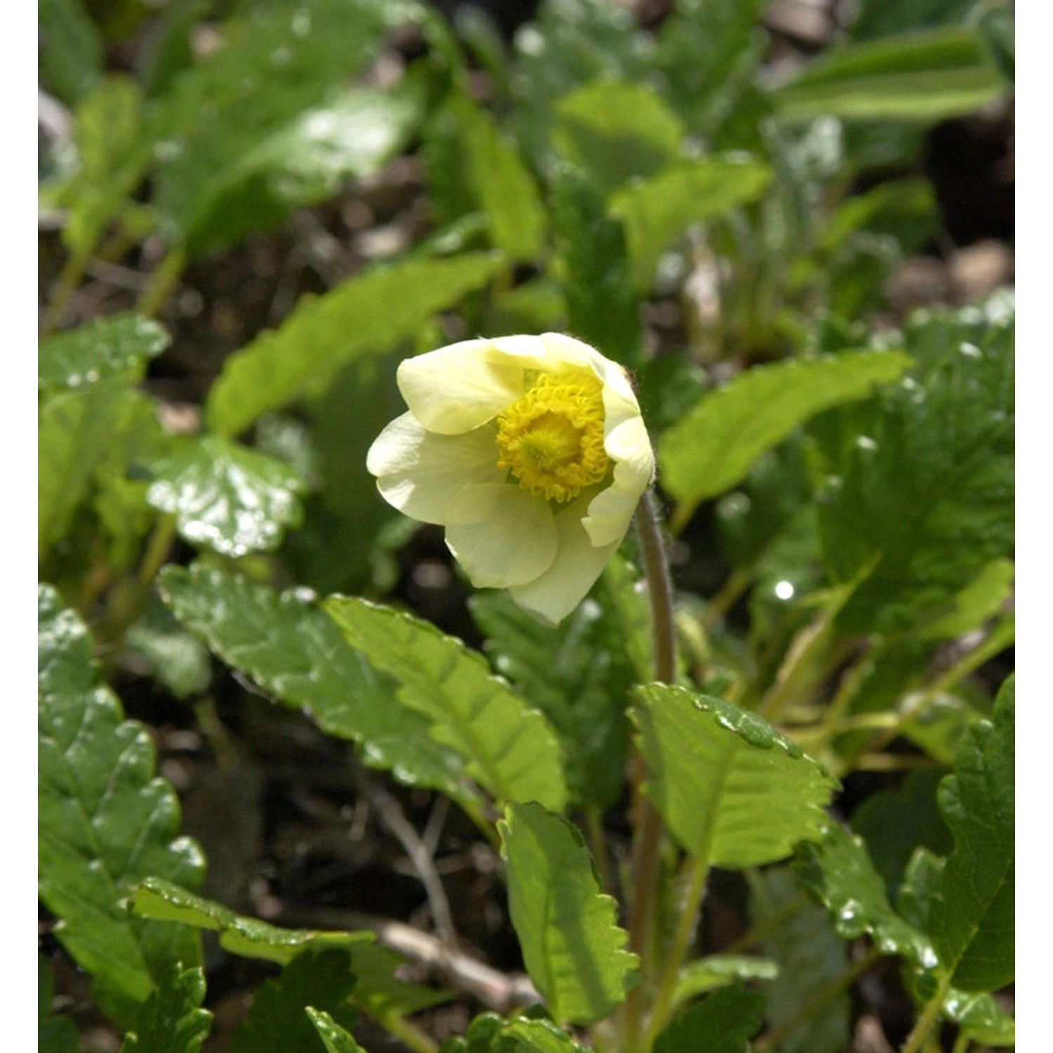 Silberwurz Sudermann - Dryas suendermannii günstig online kaufen