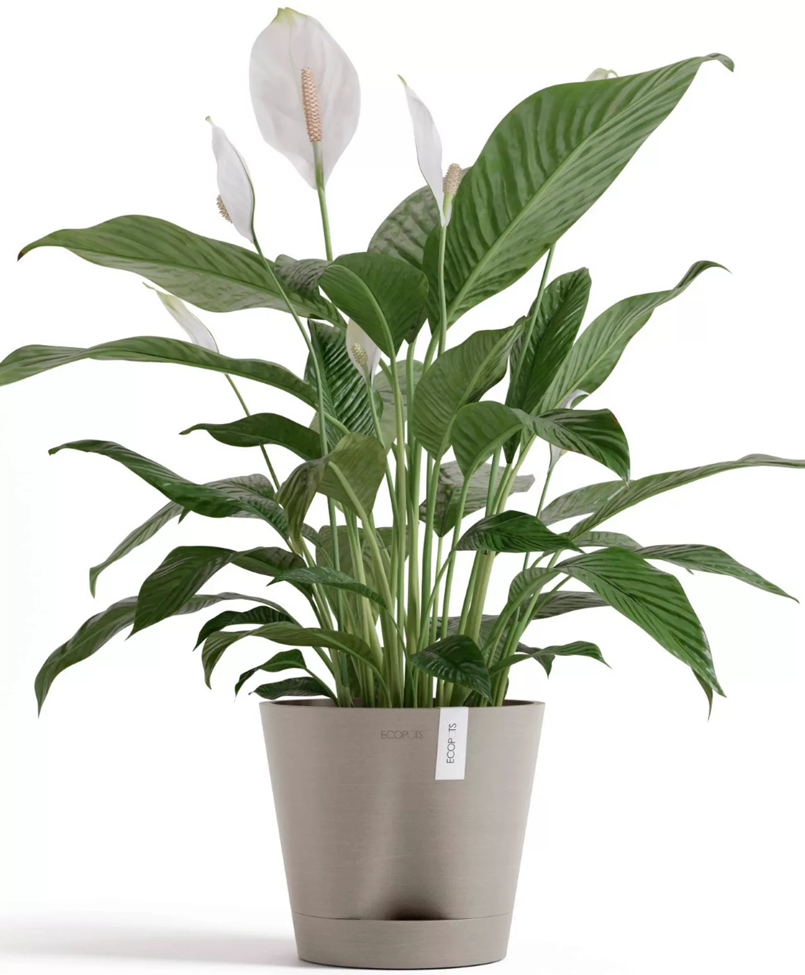 ECOPOTS Blumentopf "Venice 2 20 Taupe", für den Innenbereich günstig online kaufen