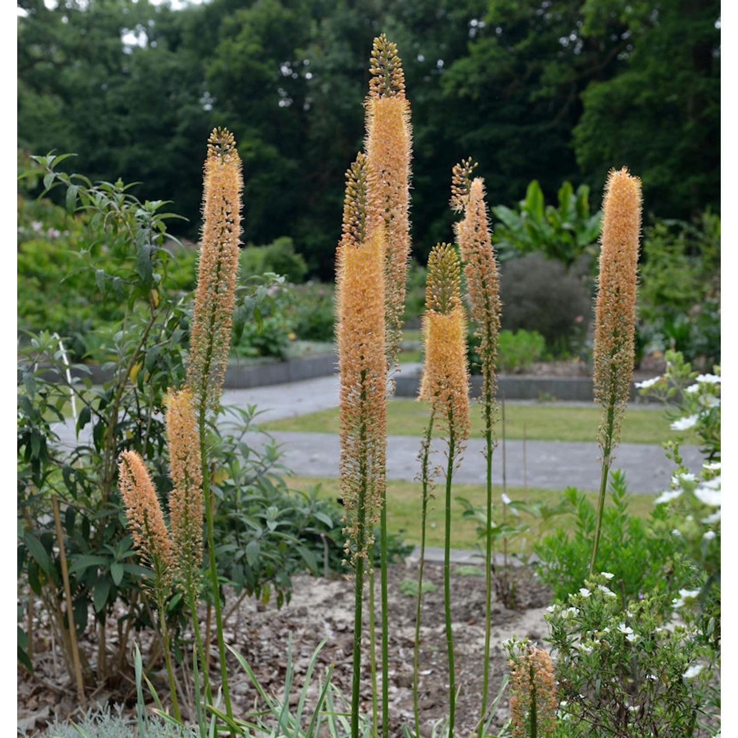 Steppenkerze Cleopatra - Eremurus isabellinus günstig online kaufen