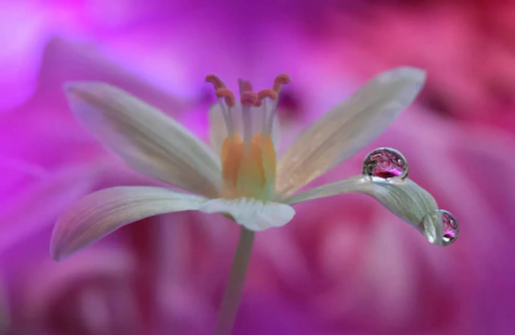 Papermoon Fototapete »Zen Wassertropfen mit Blume Makro« günstig online kaufen