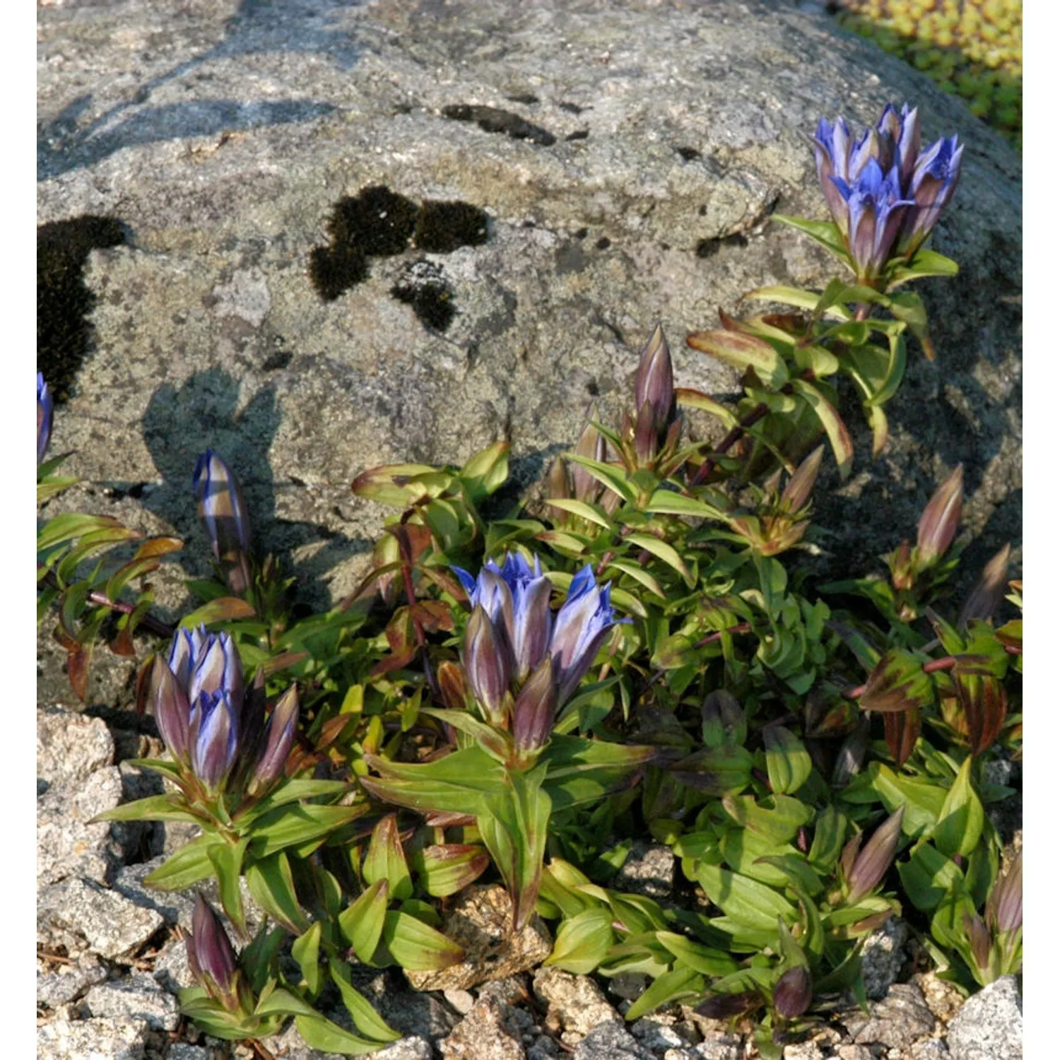 Kreuzenzian Blue Cross - Gentiana cruciata günstig online kaufen