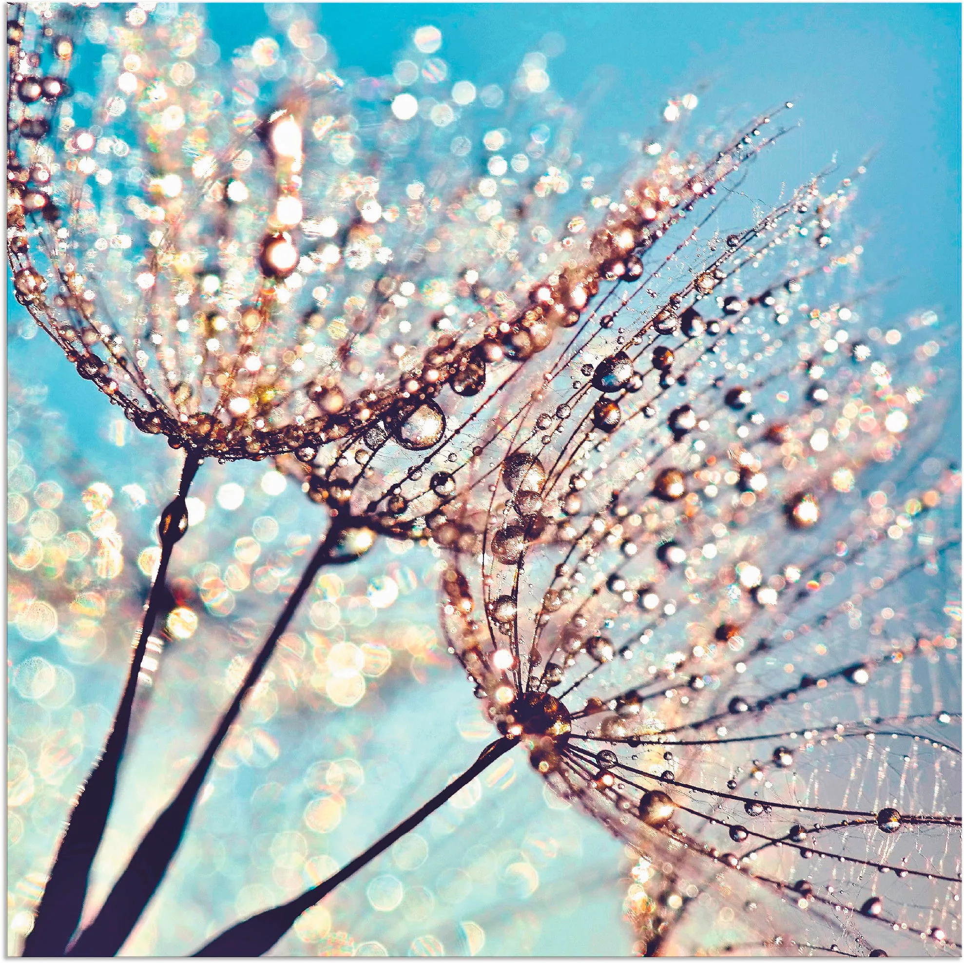 Artland Wandbild »Pusteblume Tröpfchenfänger«, Blumen, (1 St.), als Alubild günstig online kaufen