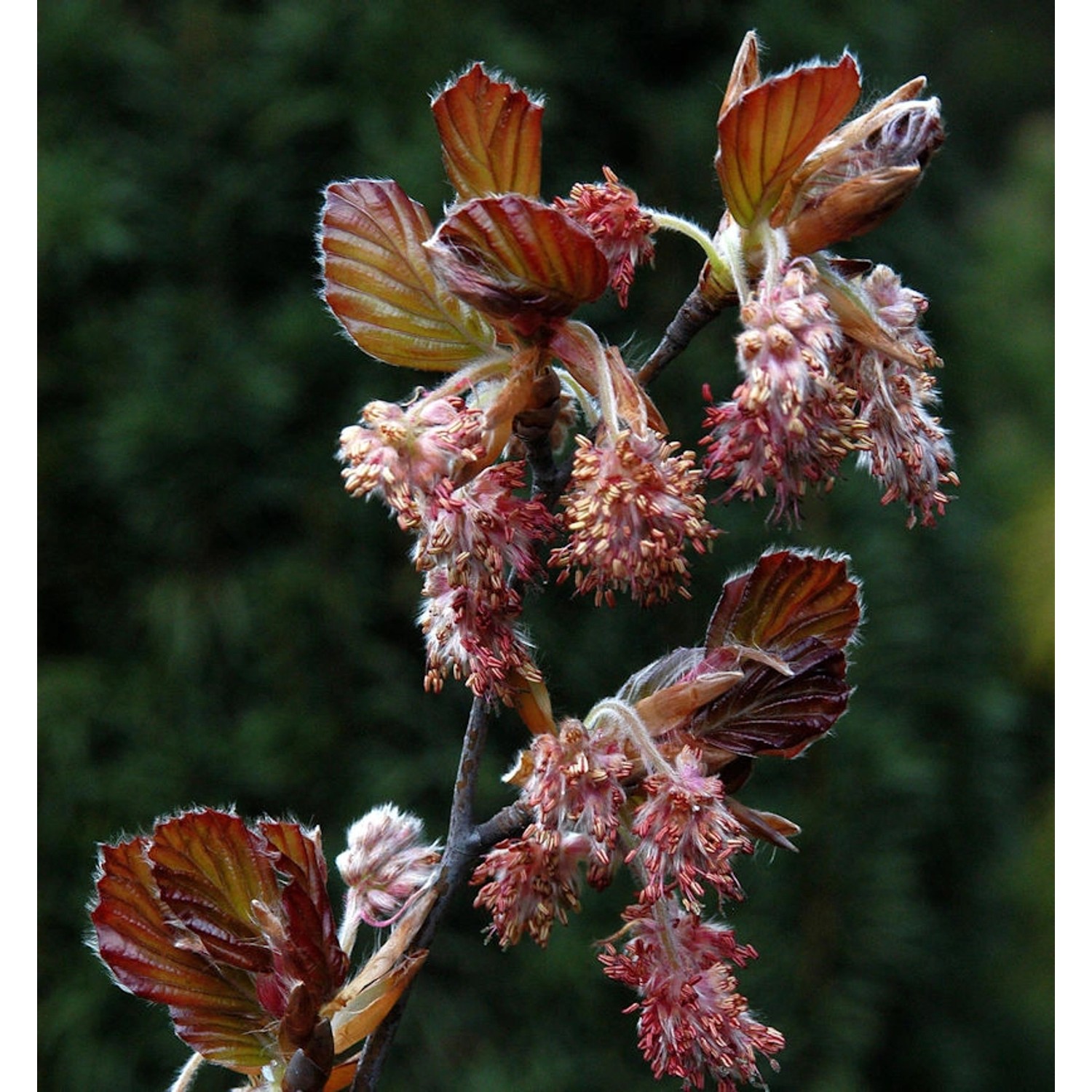 Rotlaubige Buche Long Red 40-60cm - Fagus sylvatica günstig online kaufen