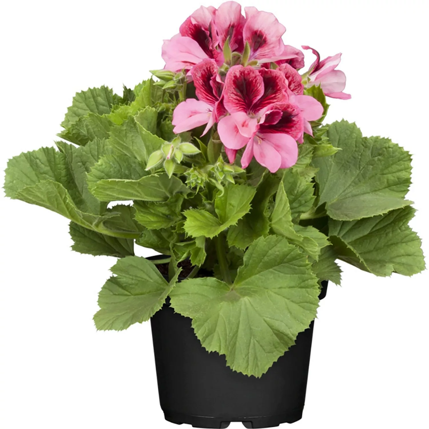 Stehende Geranie Rosa Topf-Ø ca. 12 cm Pelargonium günstig online kaufen