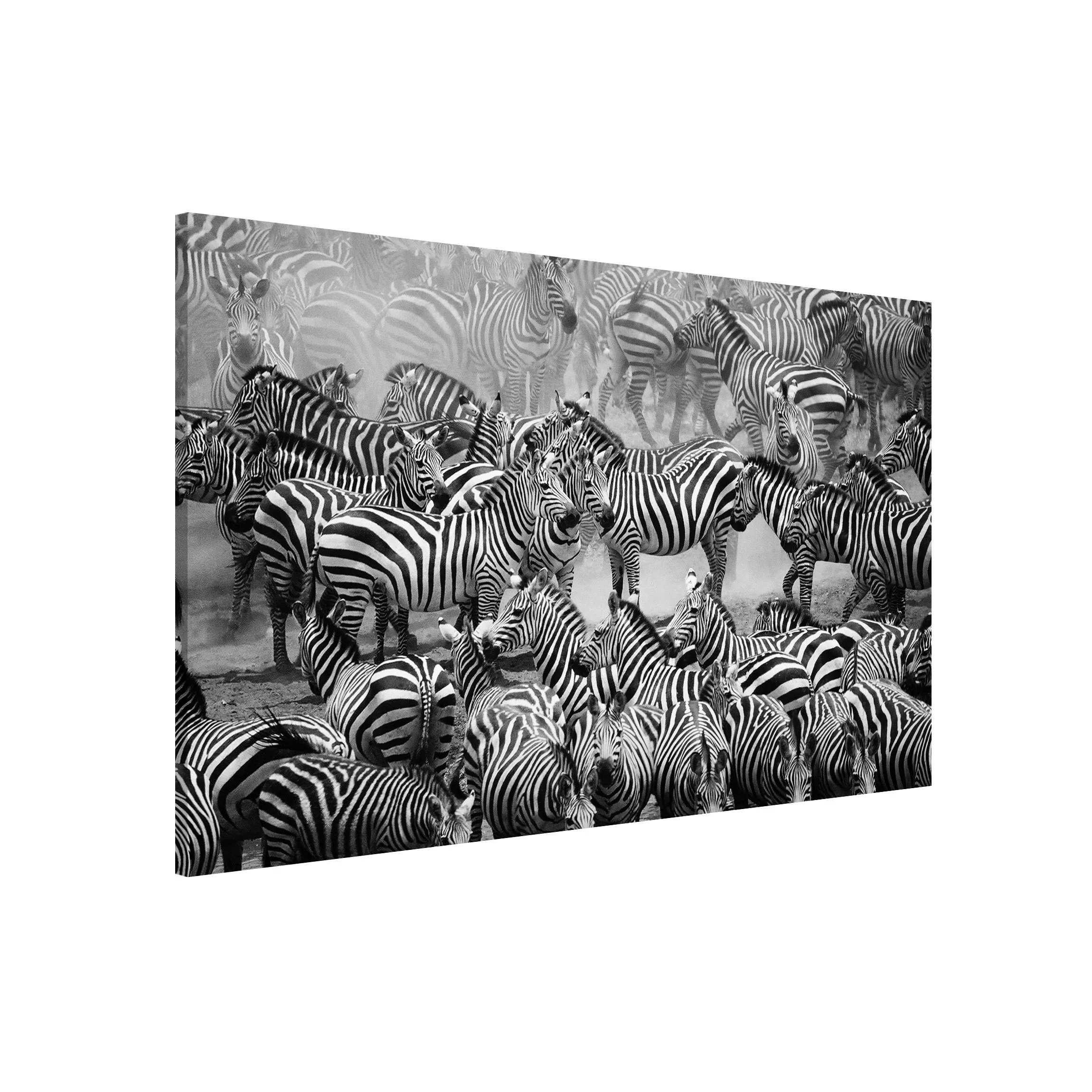 Magnettafel Tiere - Querformat 3:2 Zebraherde II günstig online kaufen