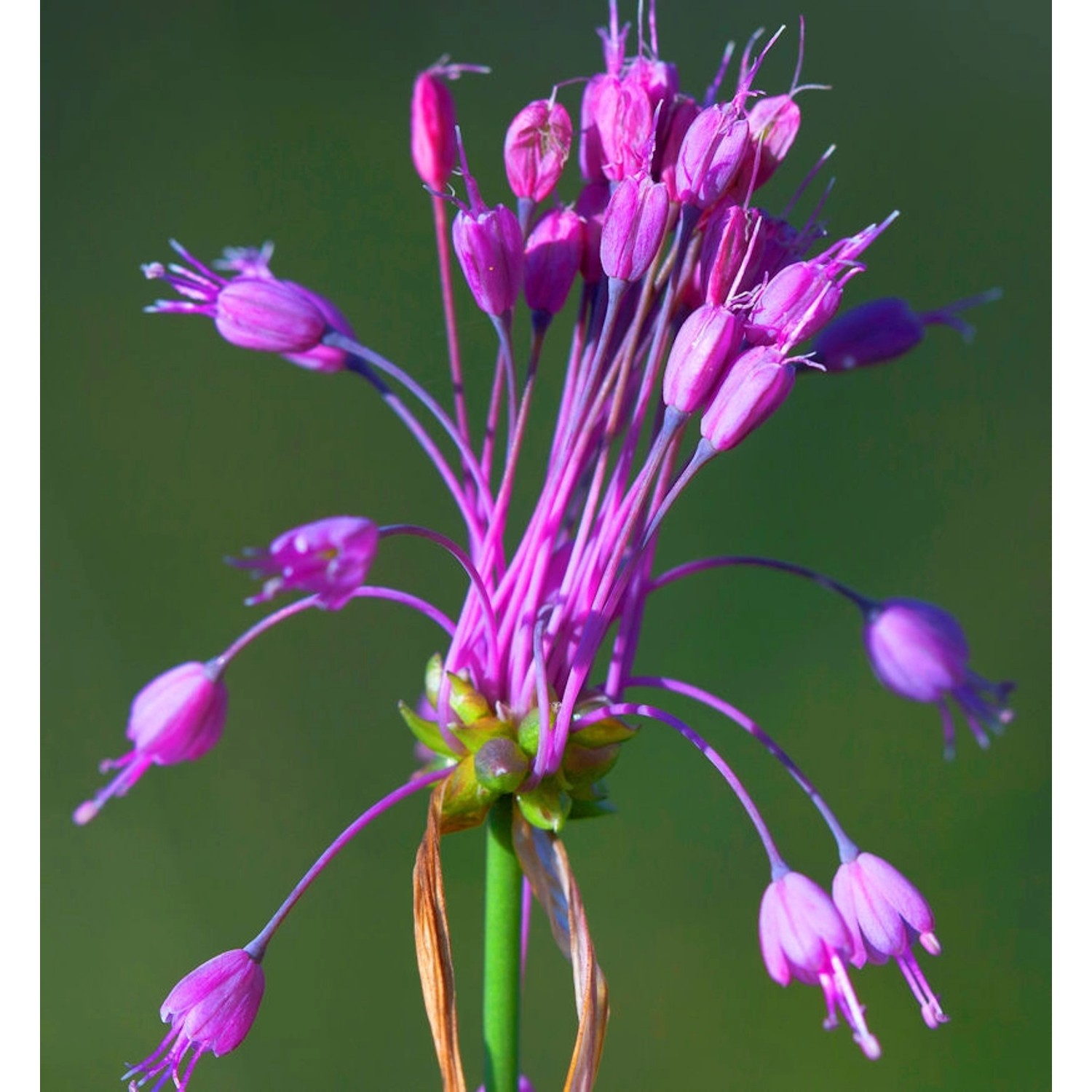 Gekielter Lauch - Allium carinatum günstig online kaufen