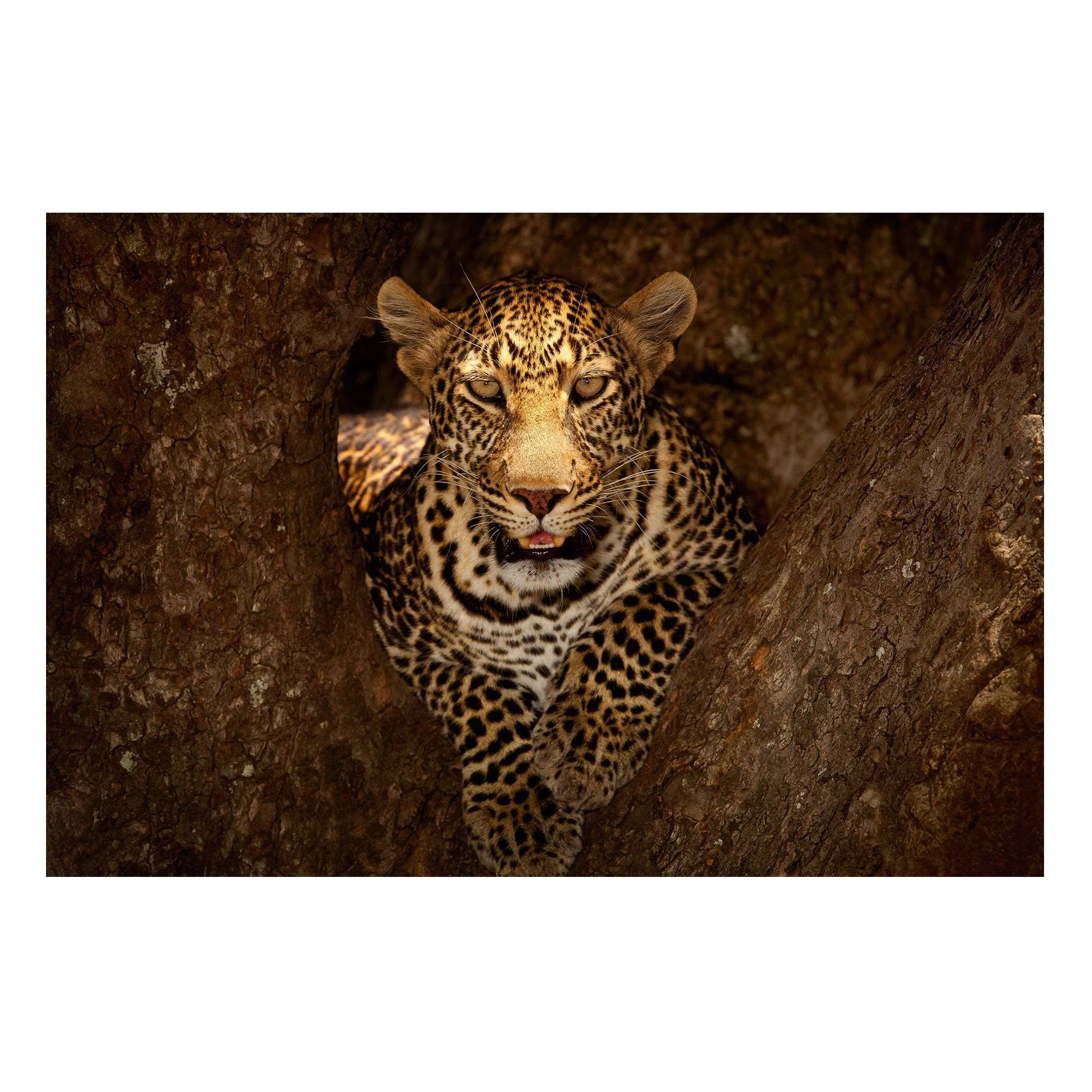 Magnettafel Tiere - Querformat 3:2 Leopard ruht auf einem Baum günstig online kaufen